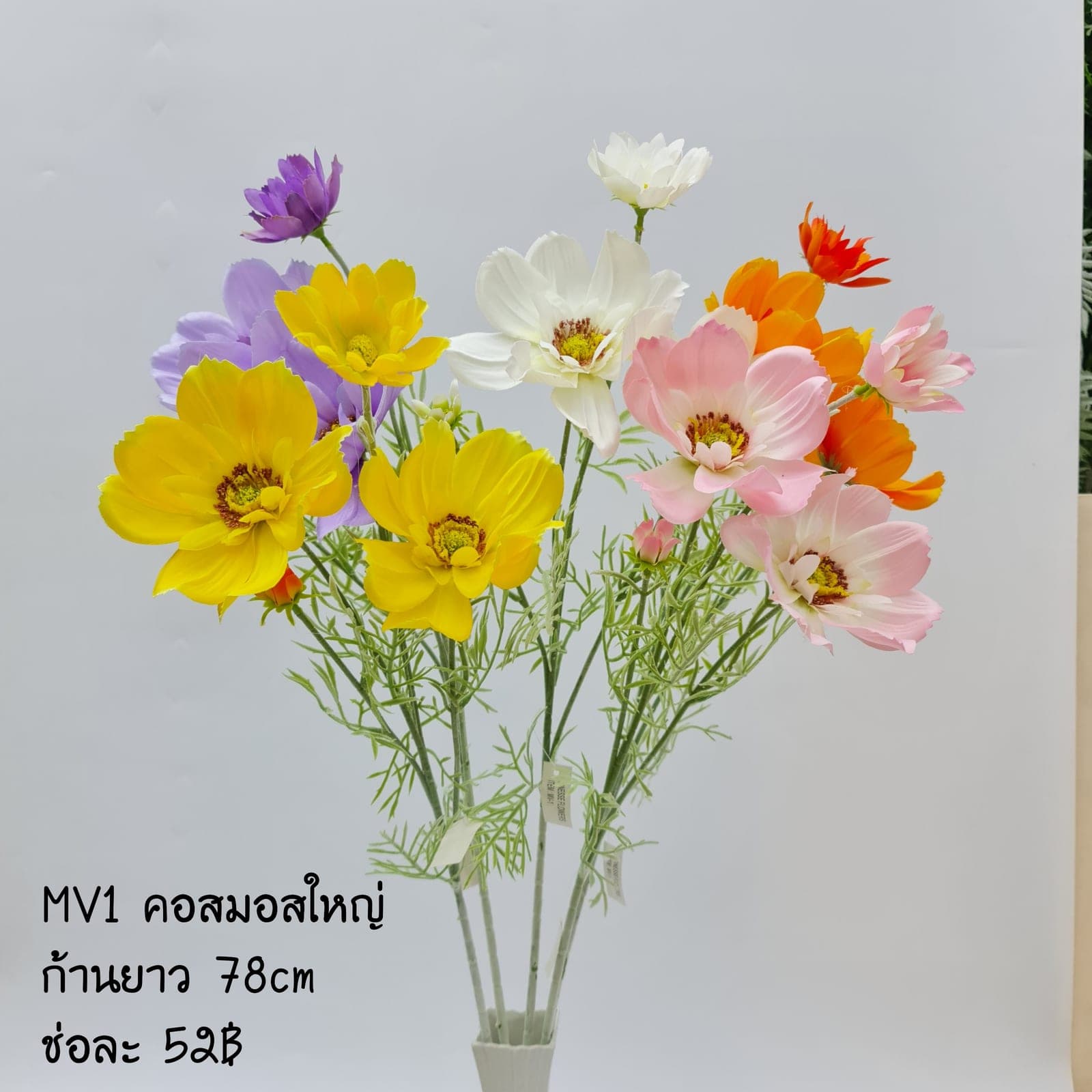 คอสมอส (MV1), Cosmos — feather-thin petals on a tall, swaying stem with a meadow mood.