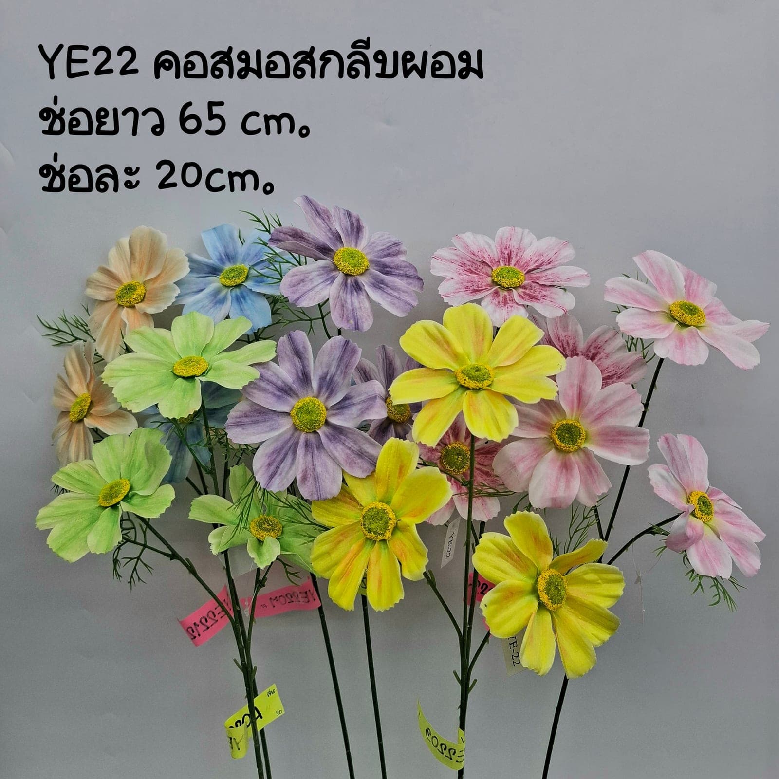 คอสมอสกลีบผอม (YE22), Cosmos: feather-thin petals on a tall, swaying stem with a meadow mood.