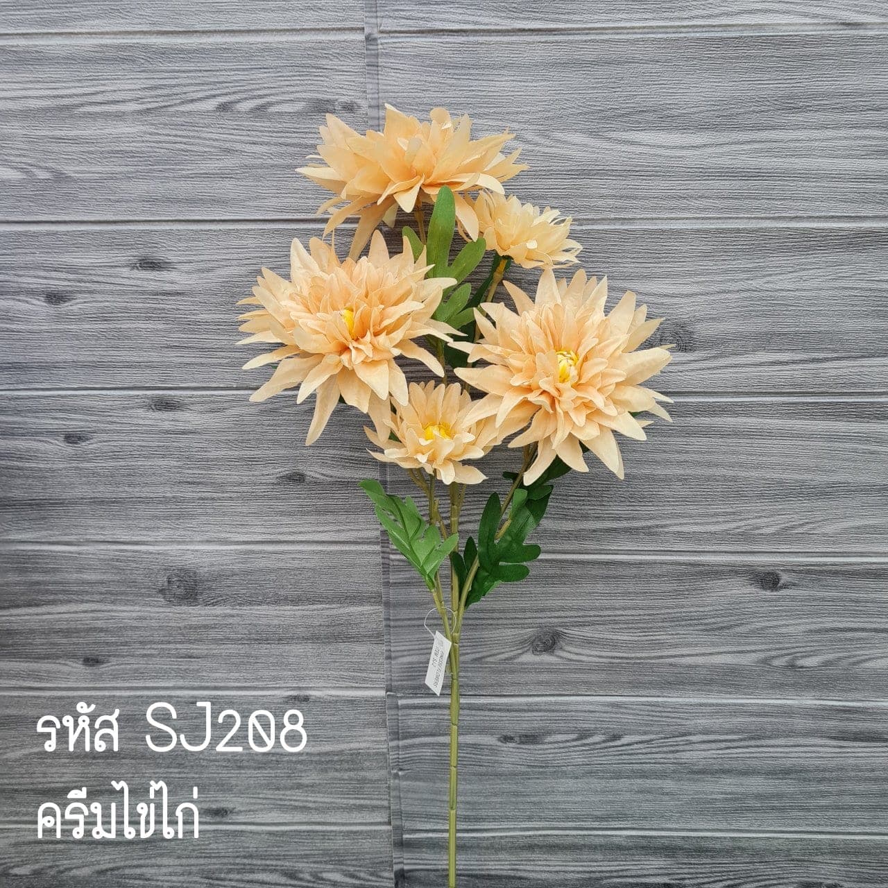 ดาเลีย (SJ2), ดาเลีย — ดอกฟอร์มแน่น ทรงกลมเต็มดอก สีไล่ตามชั้นกลีบ