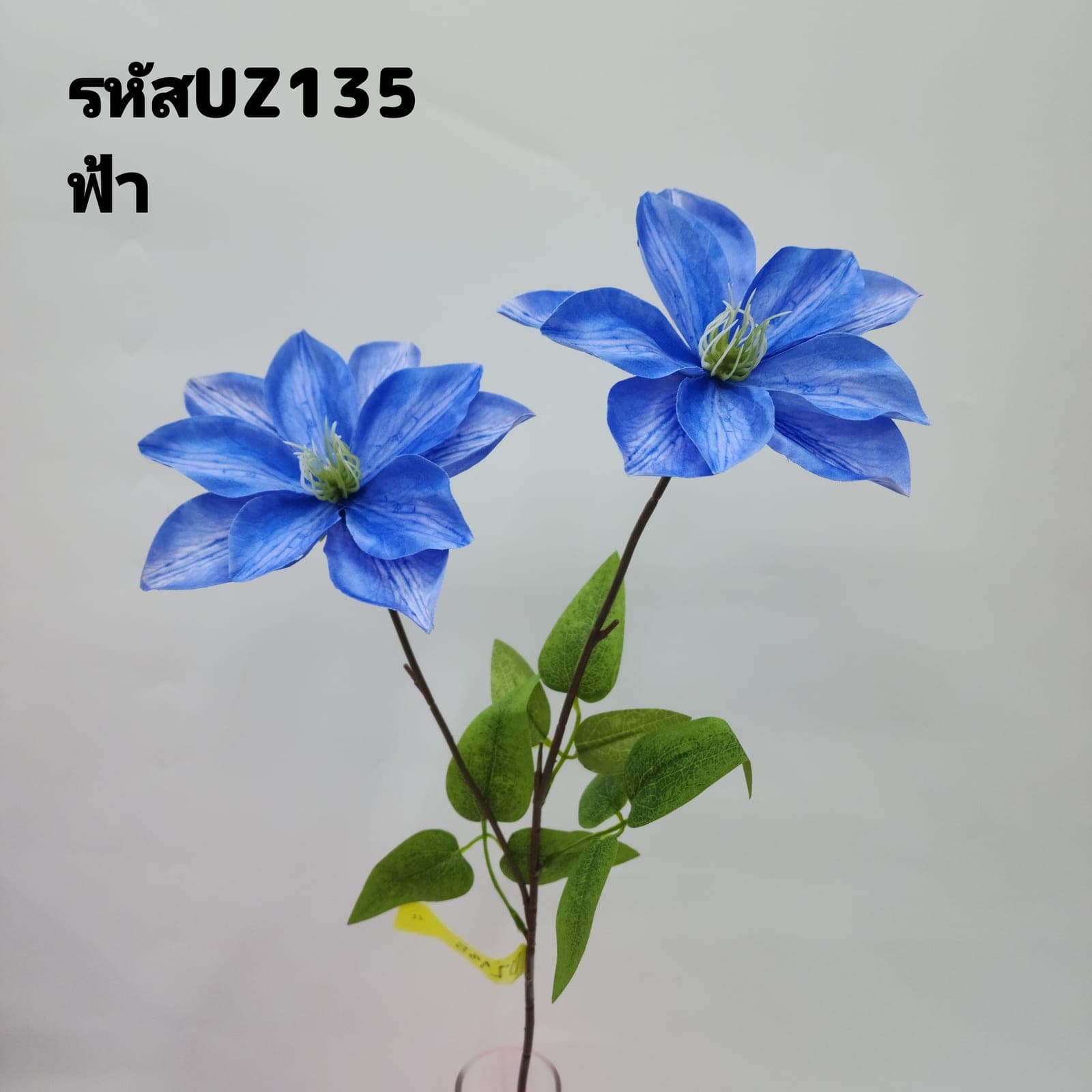 ดาเลีย2ชั้น (UZ13), ดาเลีย — ดอกฟอร์มแน่น ทรงกลมเต็มดอก สีไล่ตามชั้นกลีบ