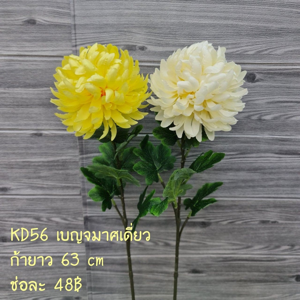 เบญจมาศเดี่ยว (KD56), ก้านเดี่ยวเดซี่: ดอกเล็กเป็นมิตร ใช้แทรกจังหวะให้ช่อดูเบาขึ้น