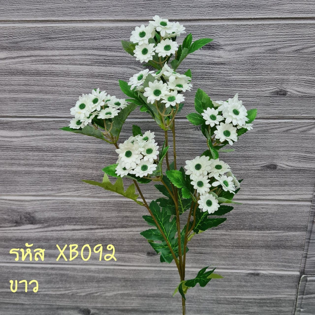 มินิเดซี่ (XB9), Daisy: a simple head that lightens the rhythm of a larger composition.