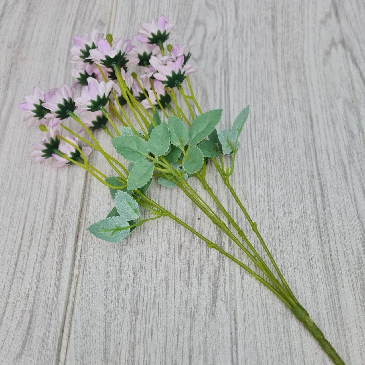 เดซี่วินเทจ (ZD77), Daisy: fine white petals around a yellow eye for an unfussy, friendly bloom.