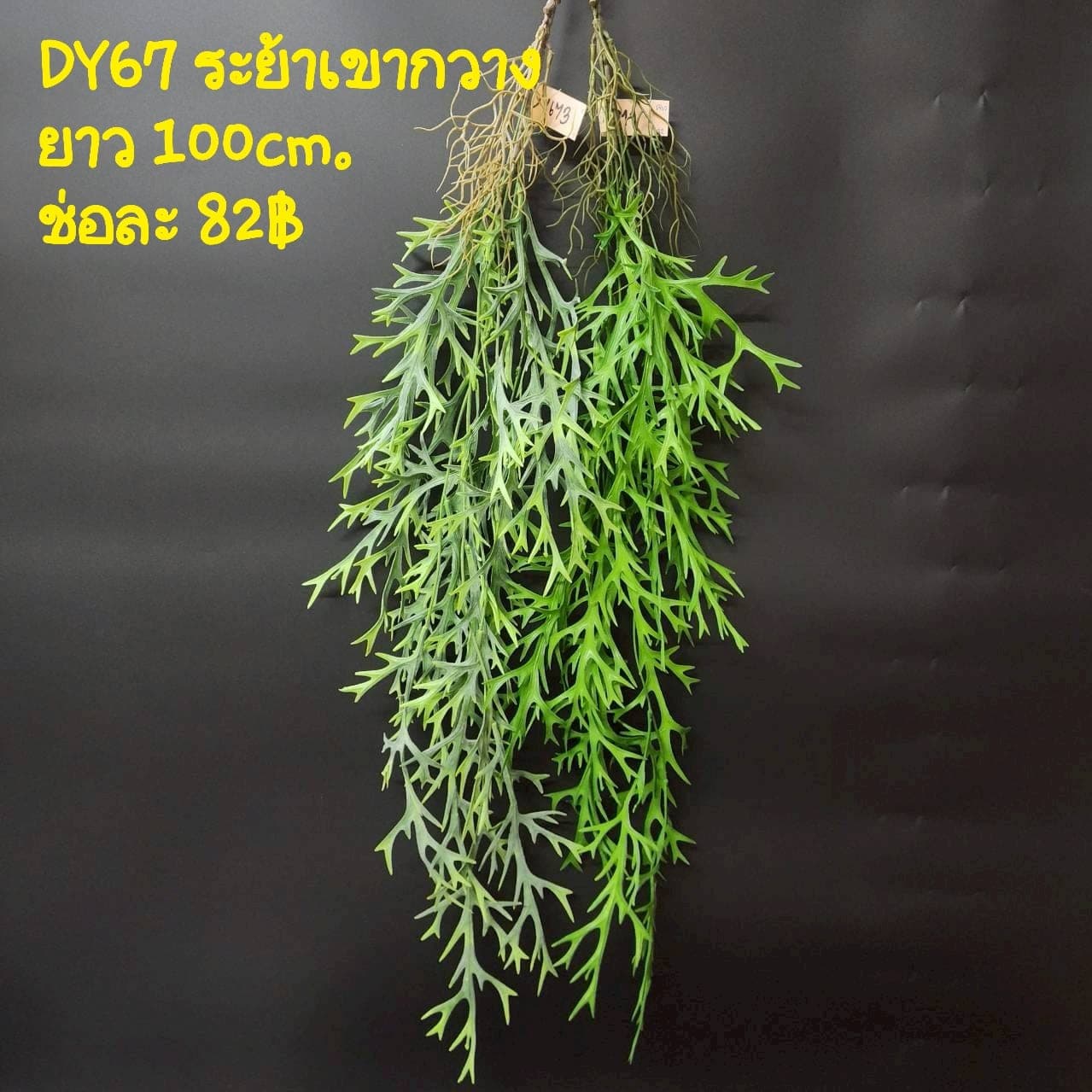 ระย้าเขากวาง (DY67), Hanging cascade — long stems falling with flowers and leaves to give vertical rhythm.