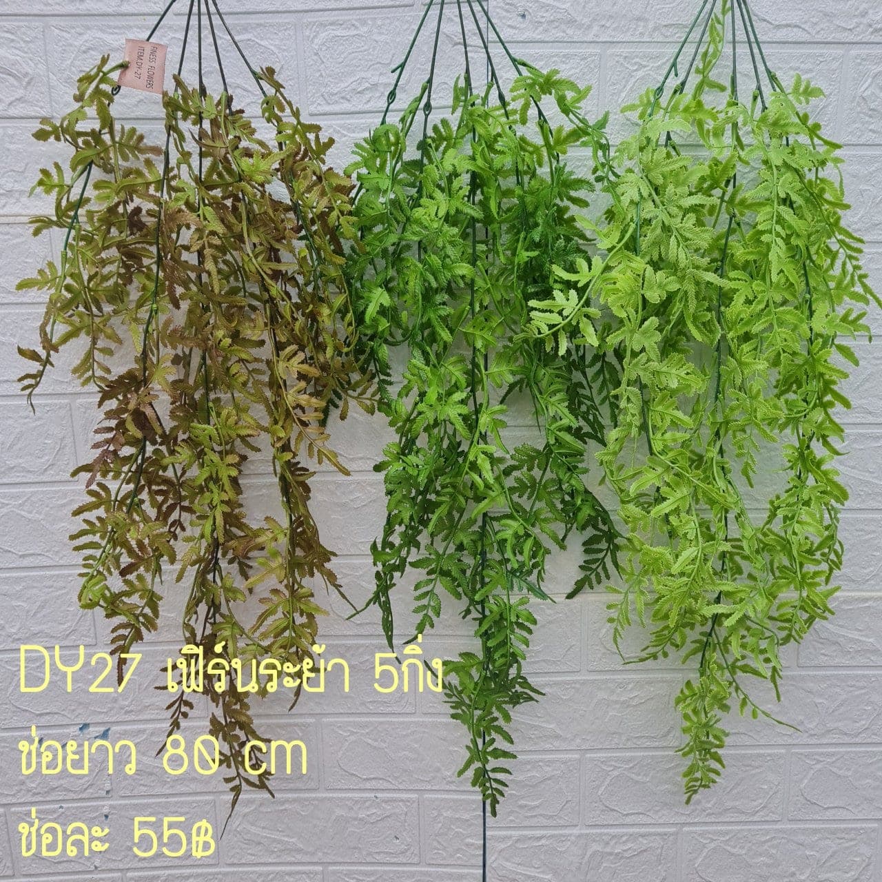 เฟิร์นระย้า (DY27), เฟิร์น — ใบบางและขอบหยัก ให้พื้นผิวพลิ้วและร่ม