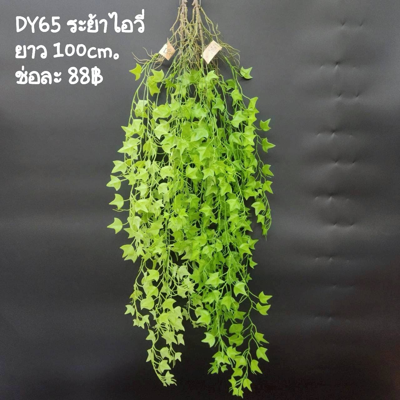 ระย้าไอวี่ (DY65), ไอวี่ — เถาเลื้อยพร้อมใบเล็ก ให้โครงสร้างแบบห้อยลงจากชั้นหรือแจกัน