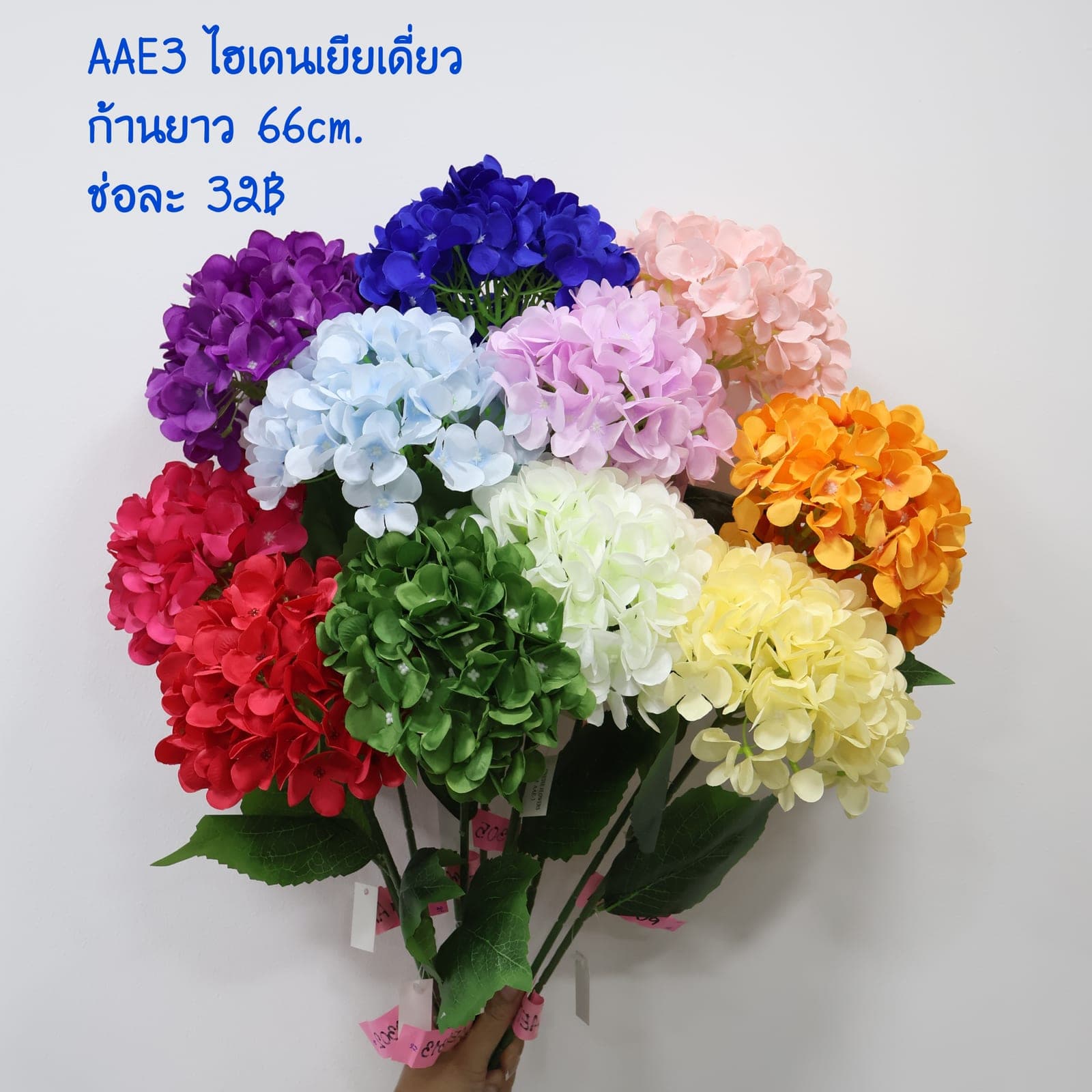 ไฮเดรนเยียเดี่ยว (AAE03)