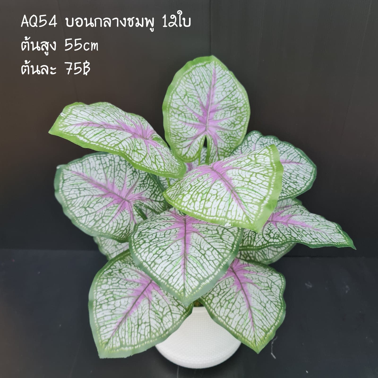 บอนกลางชมพู (AQ54), Foliage — leaf and branch material that shapes and balances a floral mass.