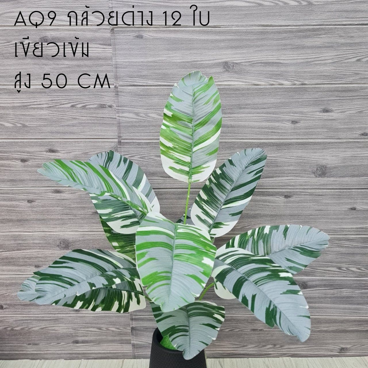 กล้วยด่าง 12ใบ (AQ7,8,9), Foliage (12 leaves) — green foliage that balances mass and grounds the focal flowers.
