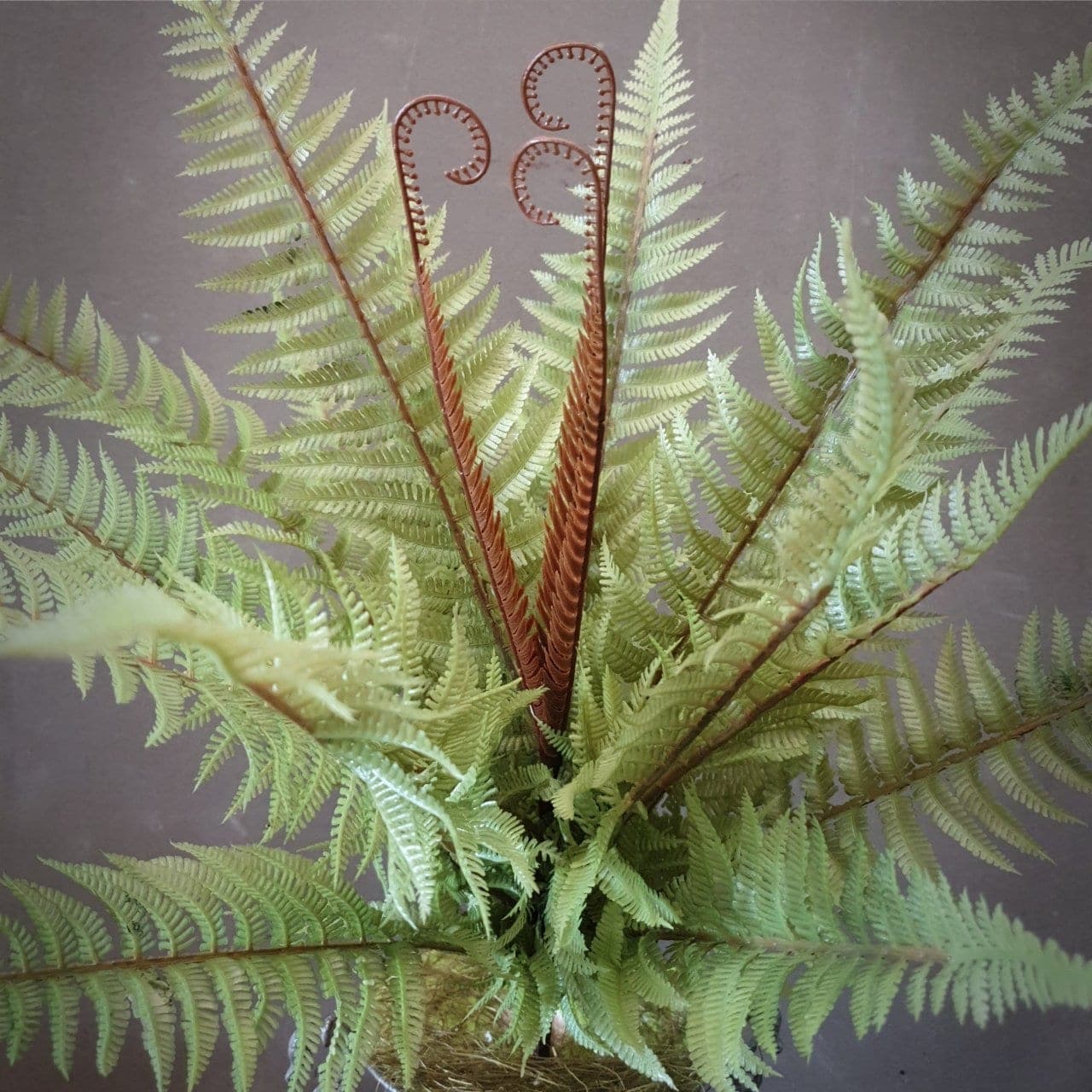 บูเก้เฟิร์น 21 ใบ (CO03), A bouquet of fern (21 leaves): long stems with trailing pinnae, ideal for draping over the rim of a vessel.