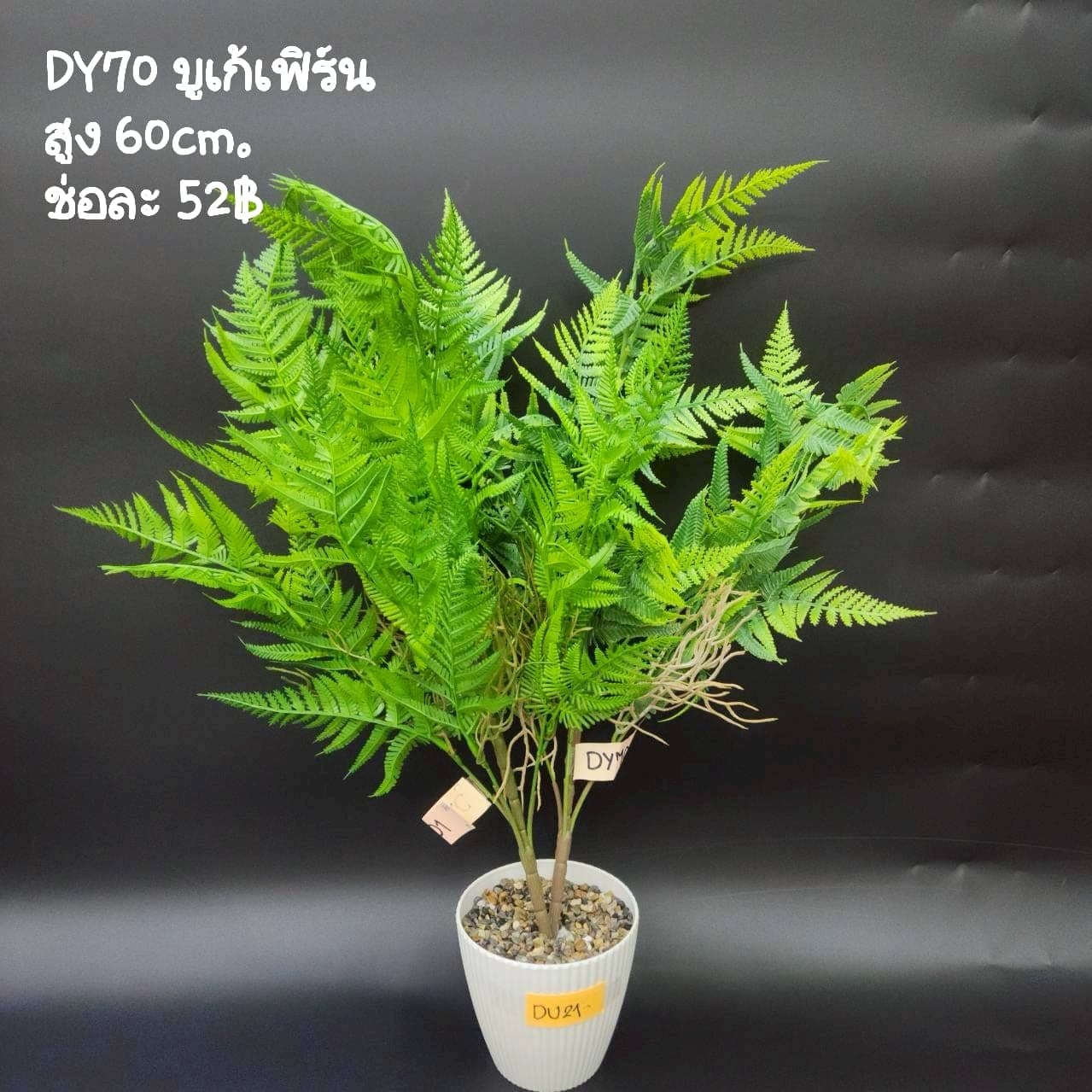 บูเก้เฟิร์น (DY70), บูเก้เฟิร์น: ใบบางและขอบหยัก ให้พื้นผิวพลิ้วและร่ม
