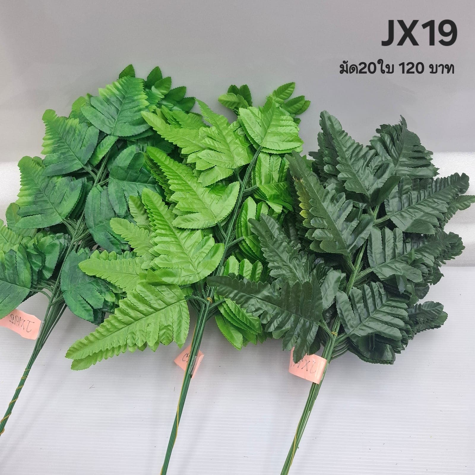 เฟิร์น7ใบ ใหญ่ (JX19), เฟิร์น: ใบบางและขอบหยัก ให้พื้นผิวพลิ้วและร่ม