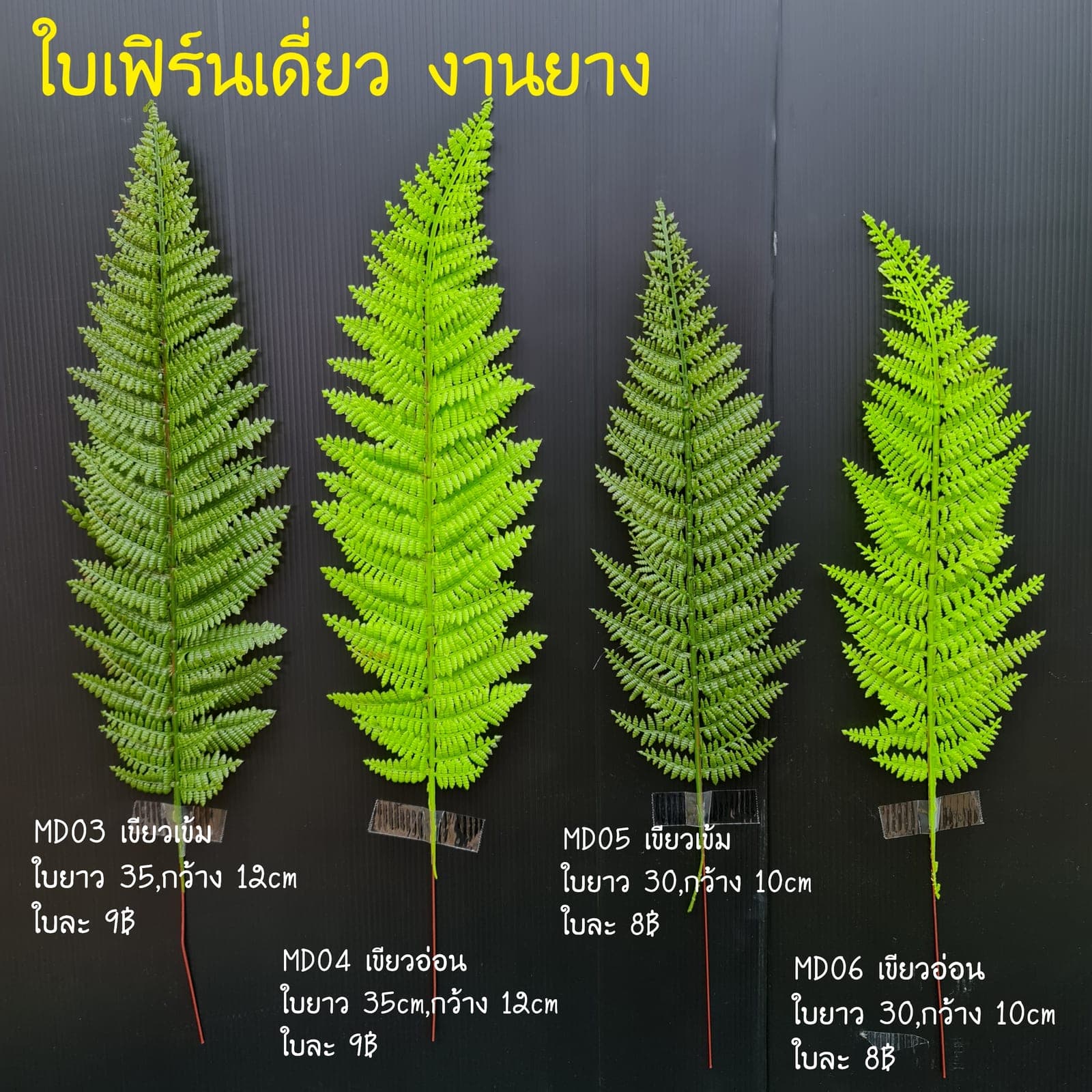 เฟิร์นเดี่ยว (MD3,MD4,MD5,MD6), A single-stem fern: fine, frond-edged leaves that read as soft, shaded texture.