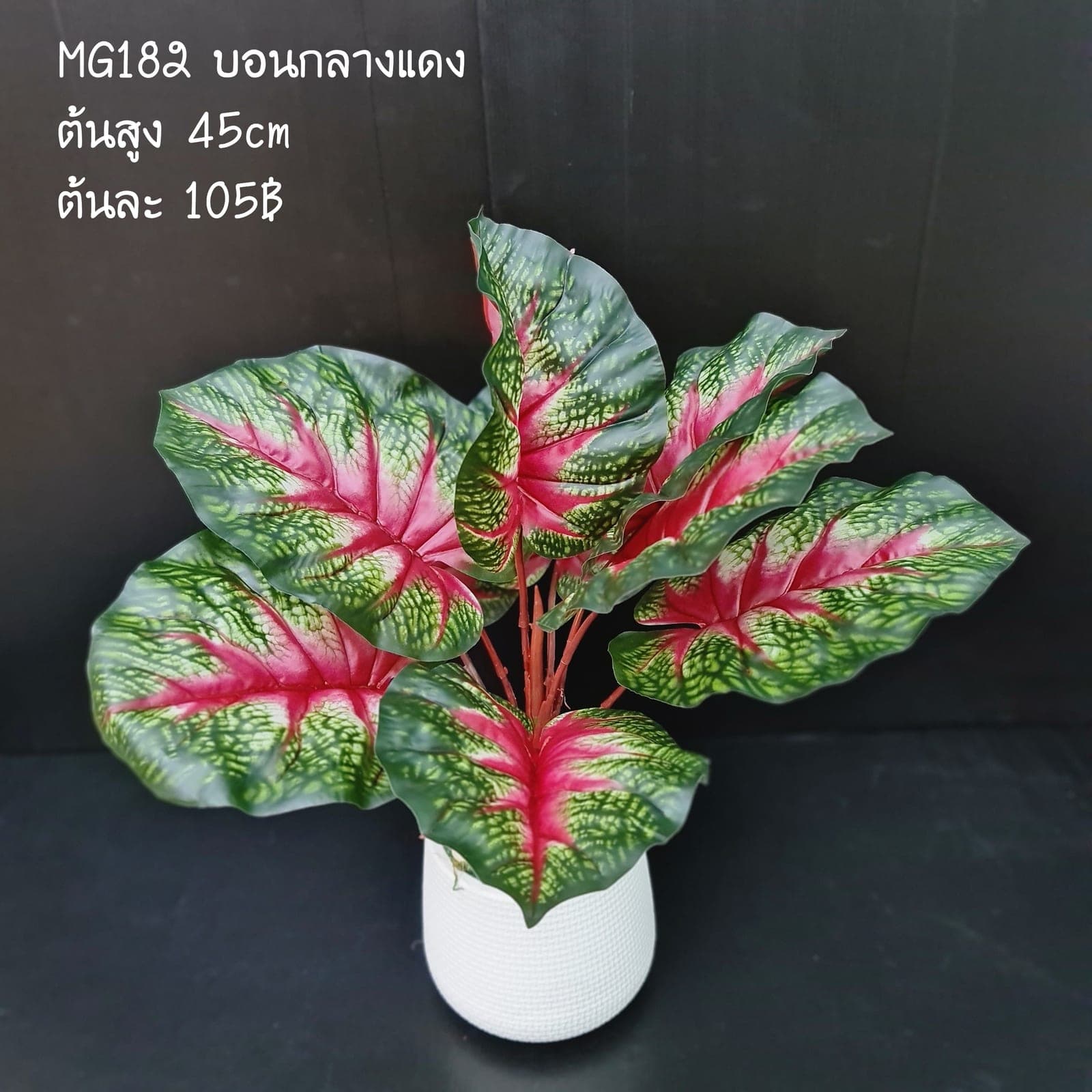 บอนกลางแดง9ใบ (MG182), ใบไม้ 9 ใบ: ใบให้น้ำหนักและพื้นผิว เหมาะสำหรับห่มขอบแจกัน
