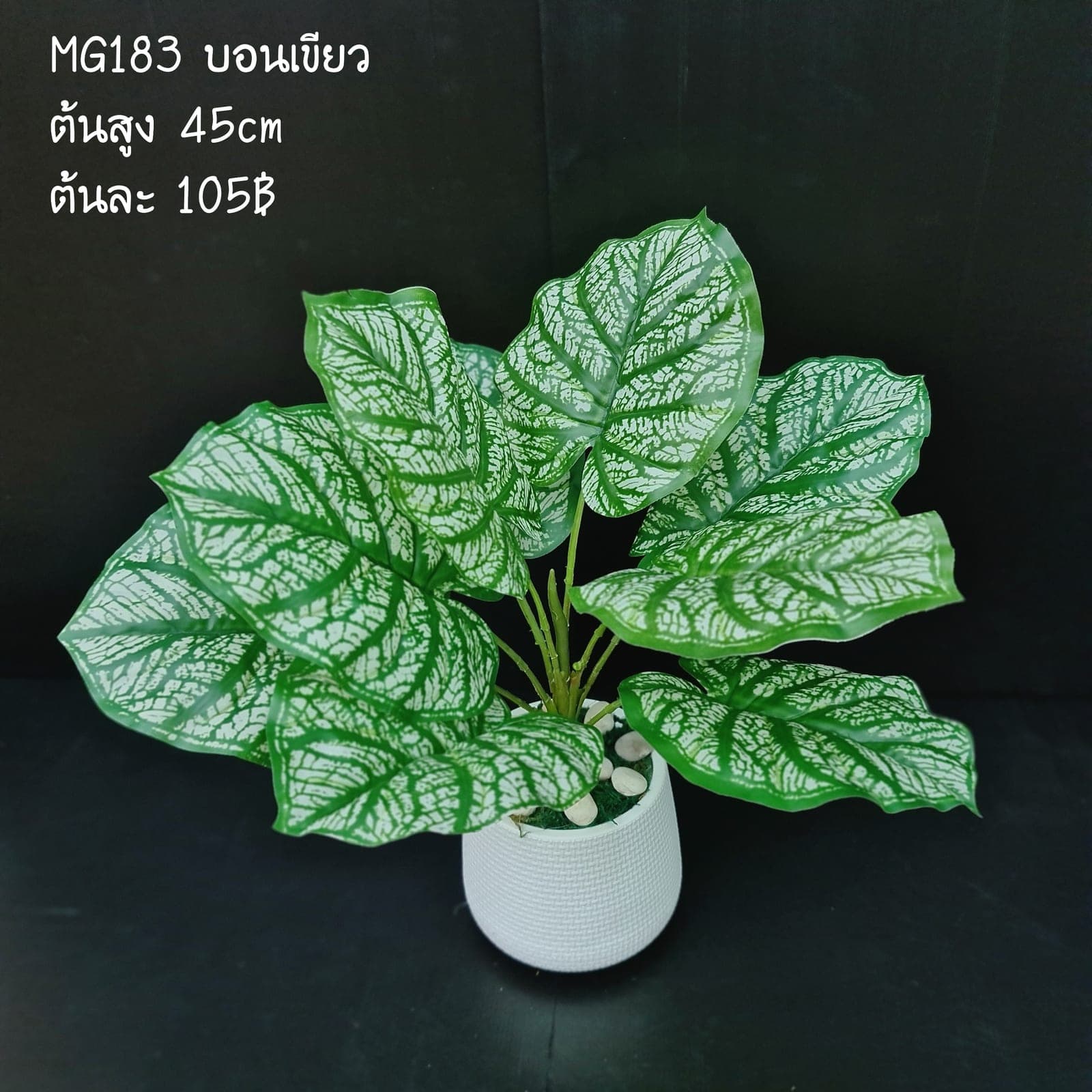 บอนเขียว9ใบ (MG183), ใบไม้ 9 ใบ: ใบเขียวสำหรับเสริมความสมดุลและเป็นพื้นหลังให้ดอกหลัก