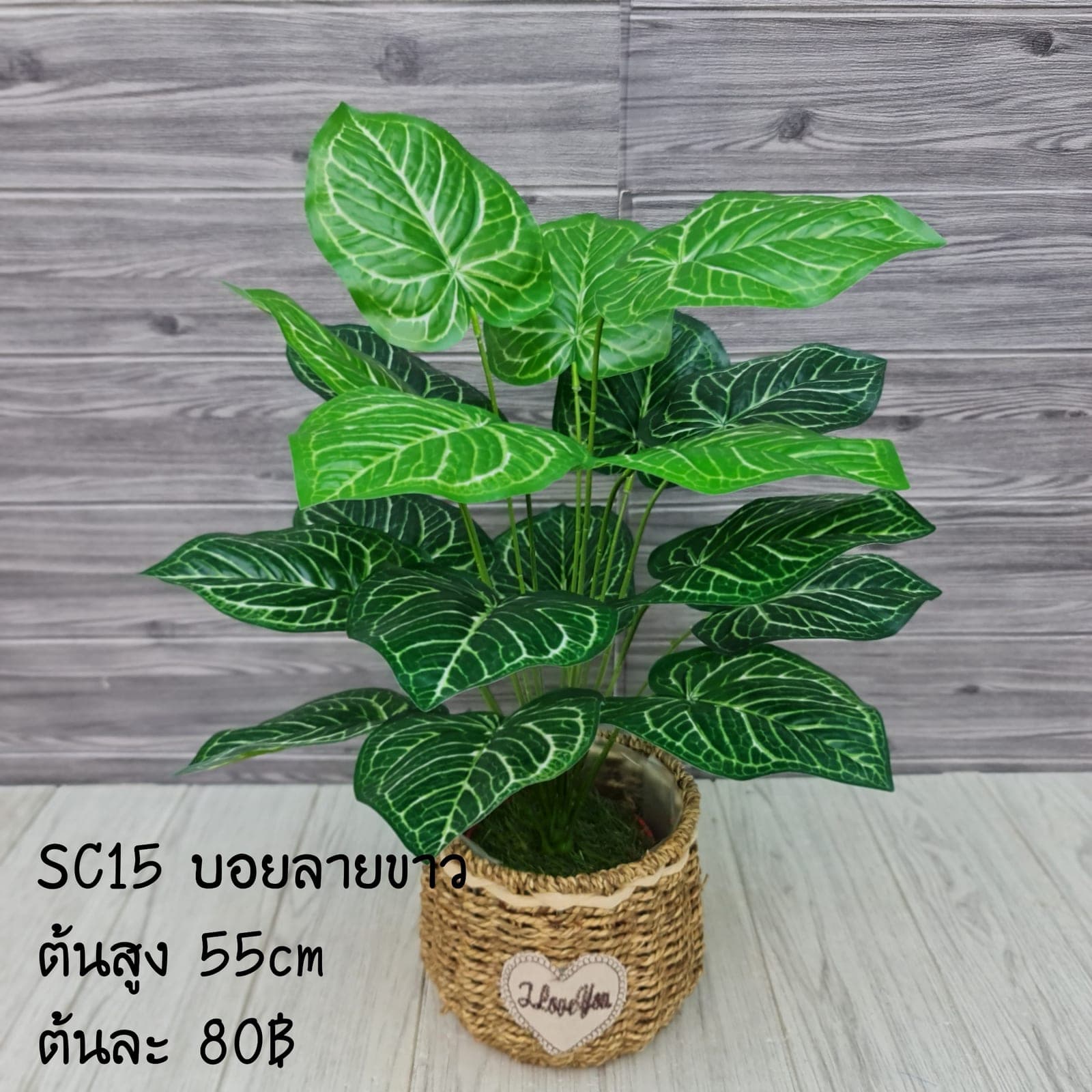 บอนลายขาว 18ใบ (SC15), ใบไม้ 18 ใบ: ใบเขียวสำหรับเสริมความสมดุลและเป็นพื้นหลังให้ดอกหลัก