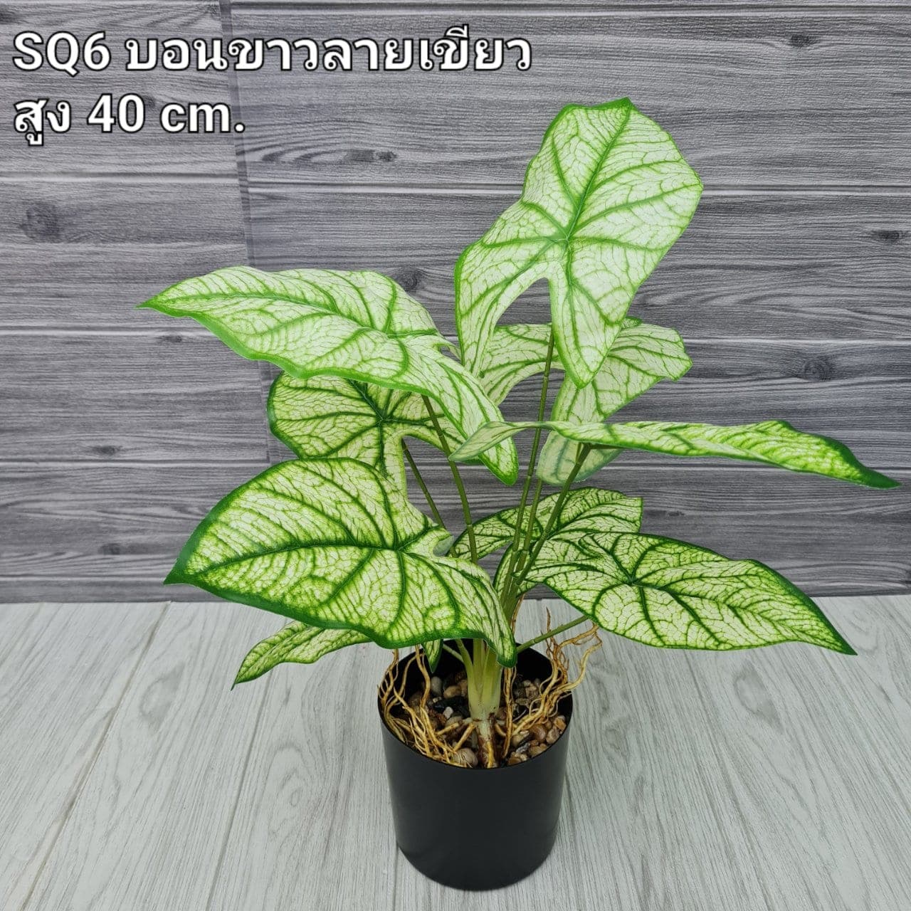 บอนขาวลายเขียว (SQ6), ใบไม้และพืชเขียว: ใบและกิ่งสำหรับสร้างโครงและสมดุลให้ช่อดอก
