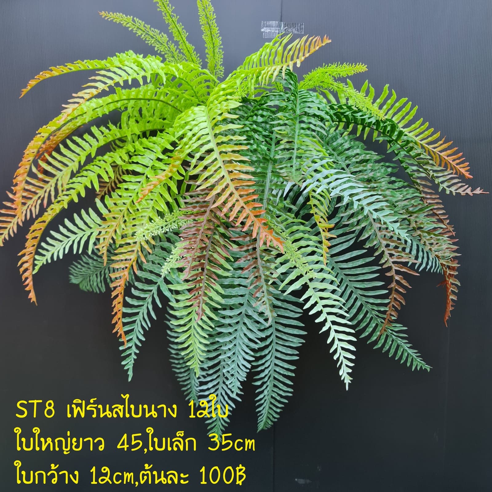 เฟิร์นสะไบนาง (ST8), เฟิร์น: ก้านยาวพร้อมใบย่อยทอดตัวยาว เหมาะสำหรับการห่ม