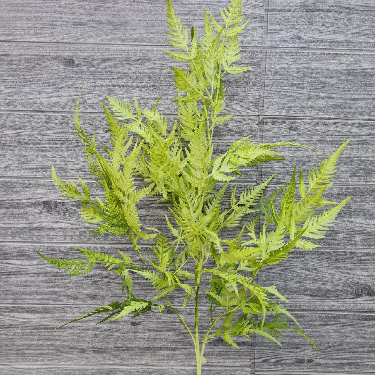 เฟิร์น 6กิ่ง (WU14), Fern (6 branches): long stems with trailing pinnae, ideal for draping over the rim of a vessel.