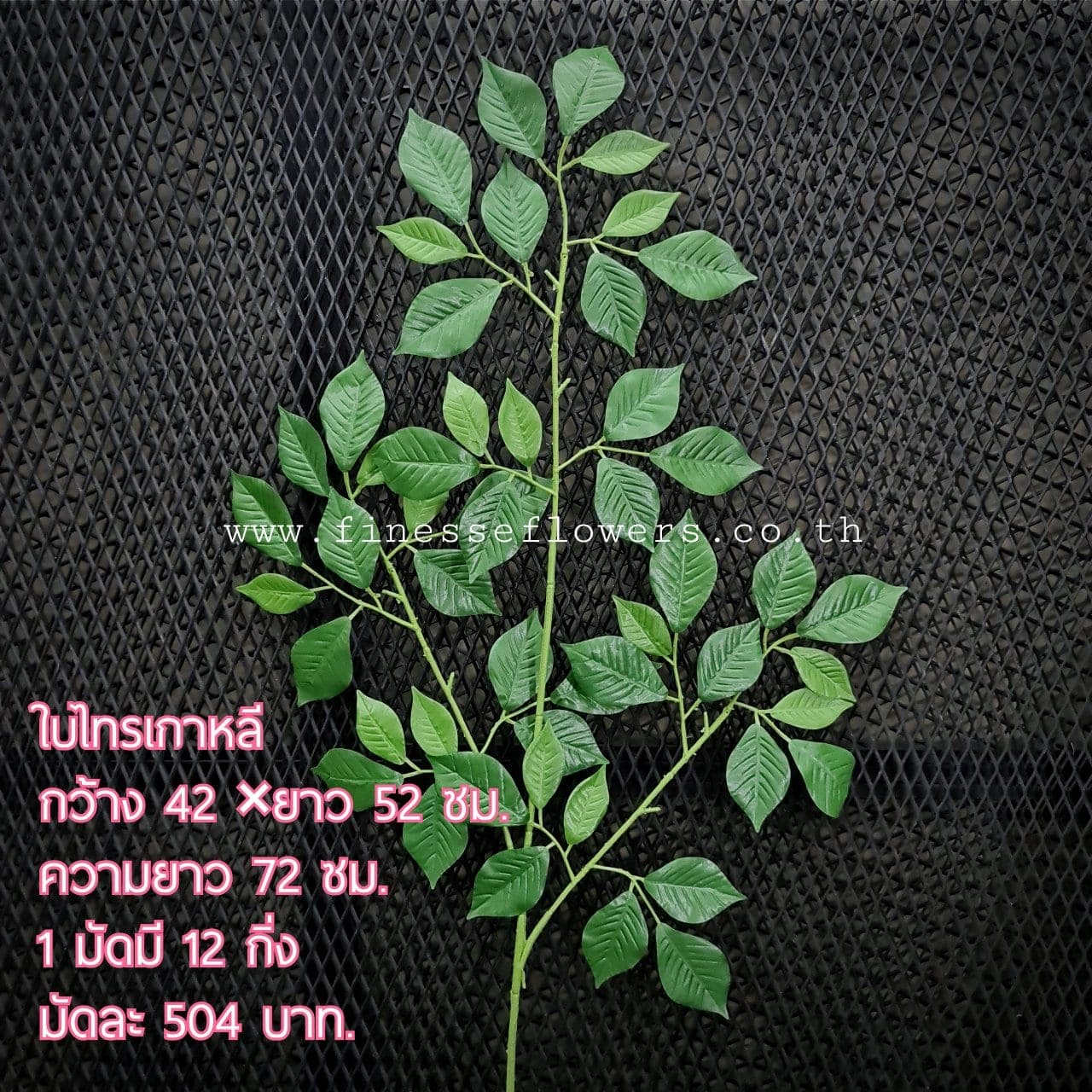 ใบไทรเกาหลี (X5B1PHK), ใบไทร: ใบรูปไข่มันเงา ให้พื้นผิวเข้มและสะอาด