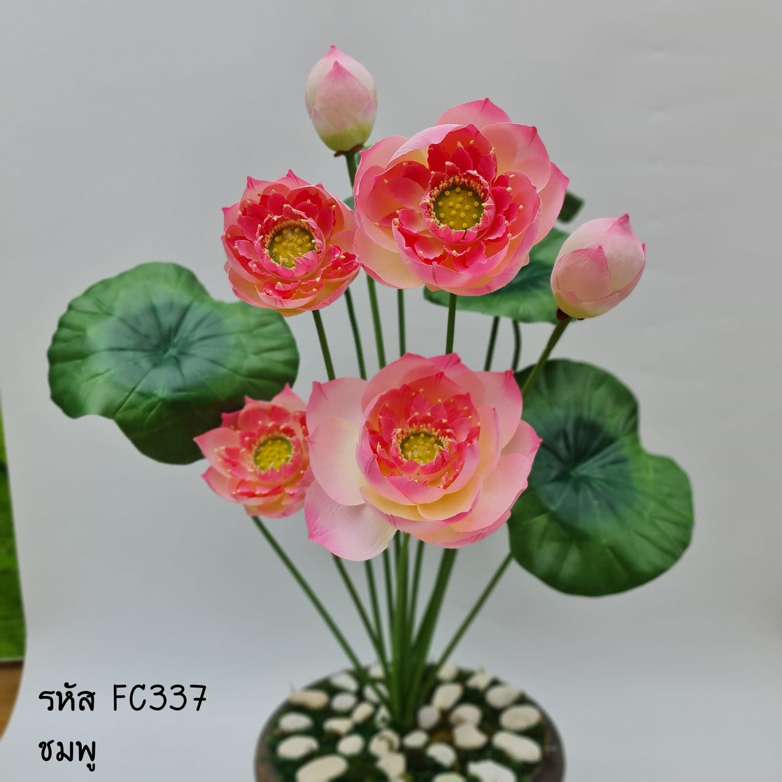 บัวเบญจพร No.2 (XXIJ3TO), บัว: ฟอร์มเปิดและกลีบนุ่ม ให้จังหวะนิ่งและสมดุล