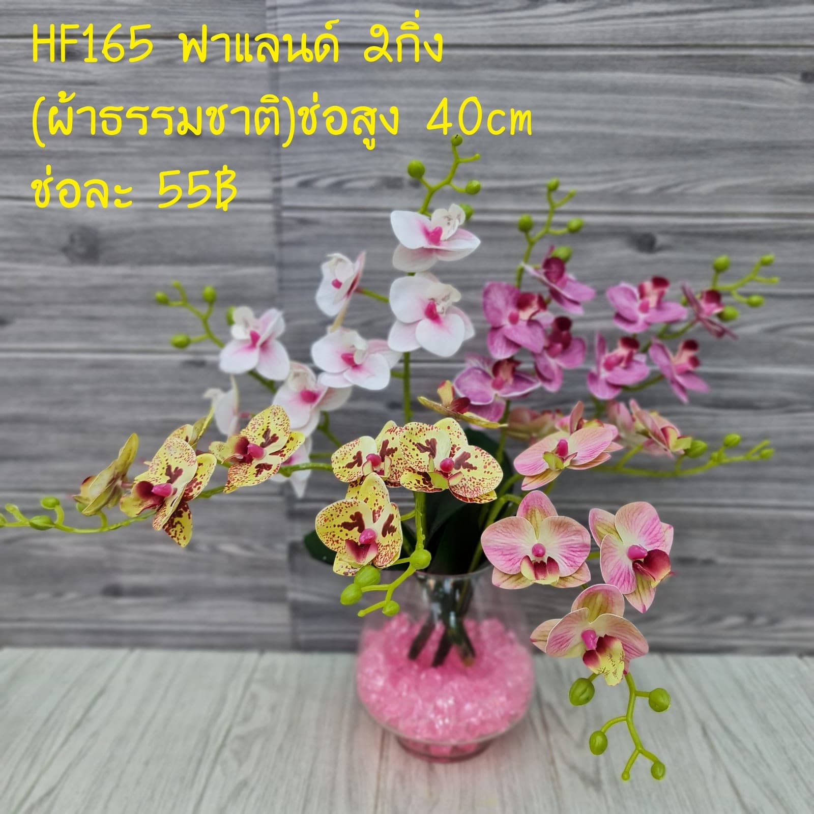 ฟาแลนด์2กิ่ง (HF165), ฟาแลนนอปซิส 2 กิ่ง — กลีบหนาคล้ายขี้ผึ้ง วางเส้นสายให้ลอยและสะอาด