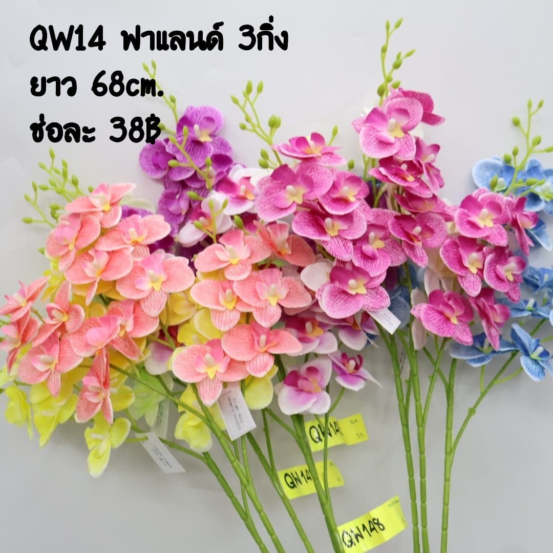 ฟาแลนด์ 3กิ่ง (QW14), ฟาแลนนอปซิส 3 กิ่ง: ก้านยาวพลิ้ว ดอกบานจังหวะคงที่ตลอดทั้งเส้น