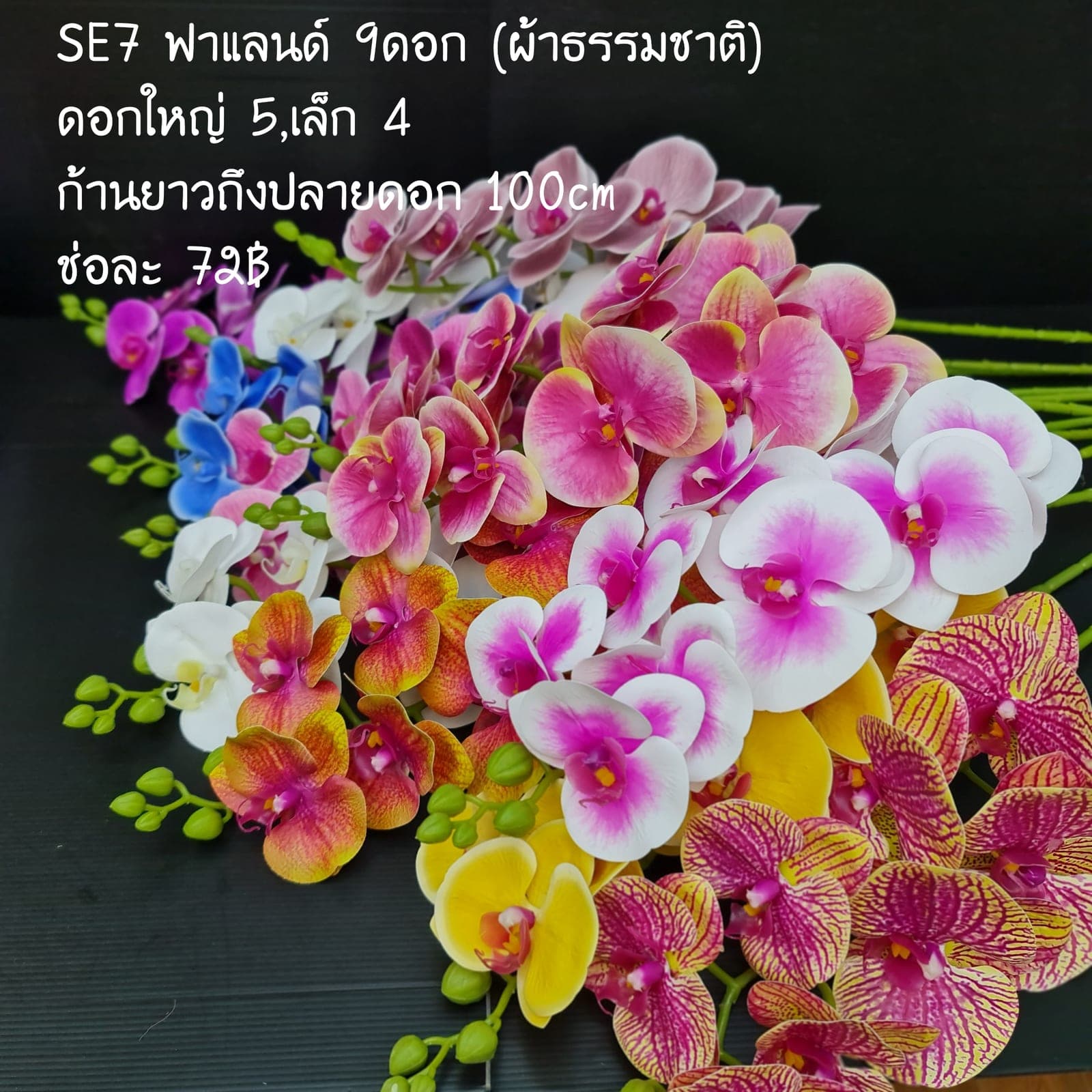 ฟาแลนด์ (SE7), ฟาแลนนอปซิส: ดอกเรียงตามก้านโค้งให้สมดุลแบบสถาปัตยกรรม