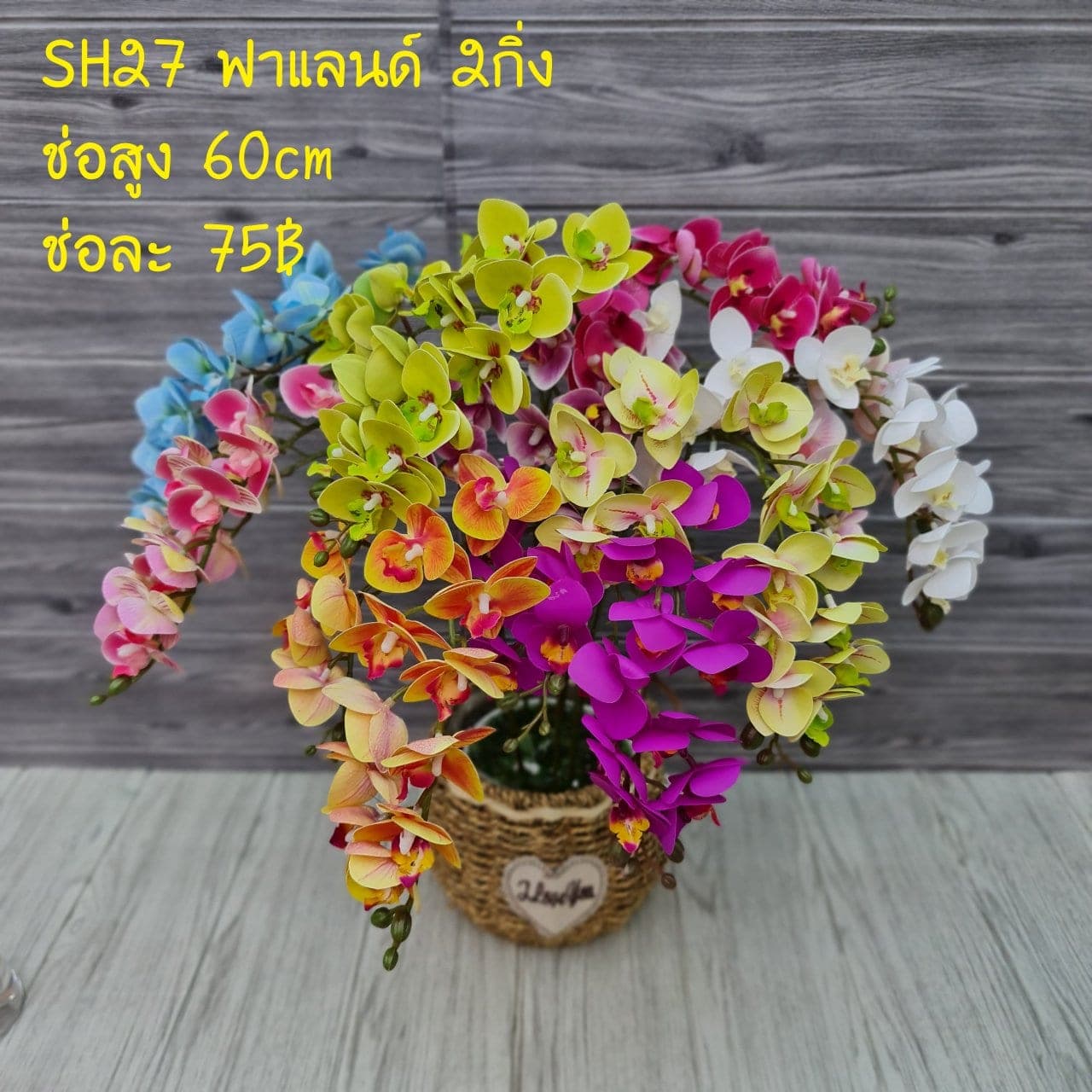 ฟาแลนด์2กิ่ง (SH27), ฟาแลนนอปซิส 2 กิ่ง: ก้านยาวพลิ้ว ดอกบานจังหวะคงที่ตลอดทั้งเส้น