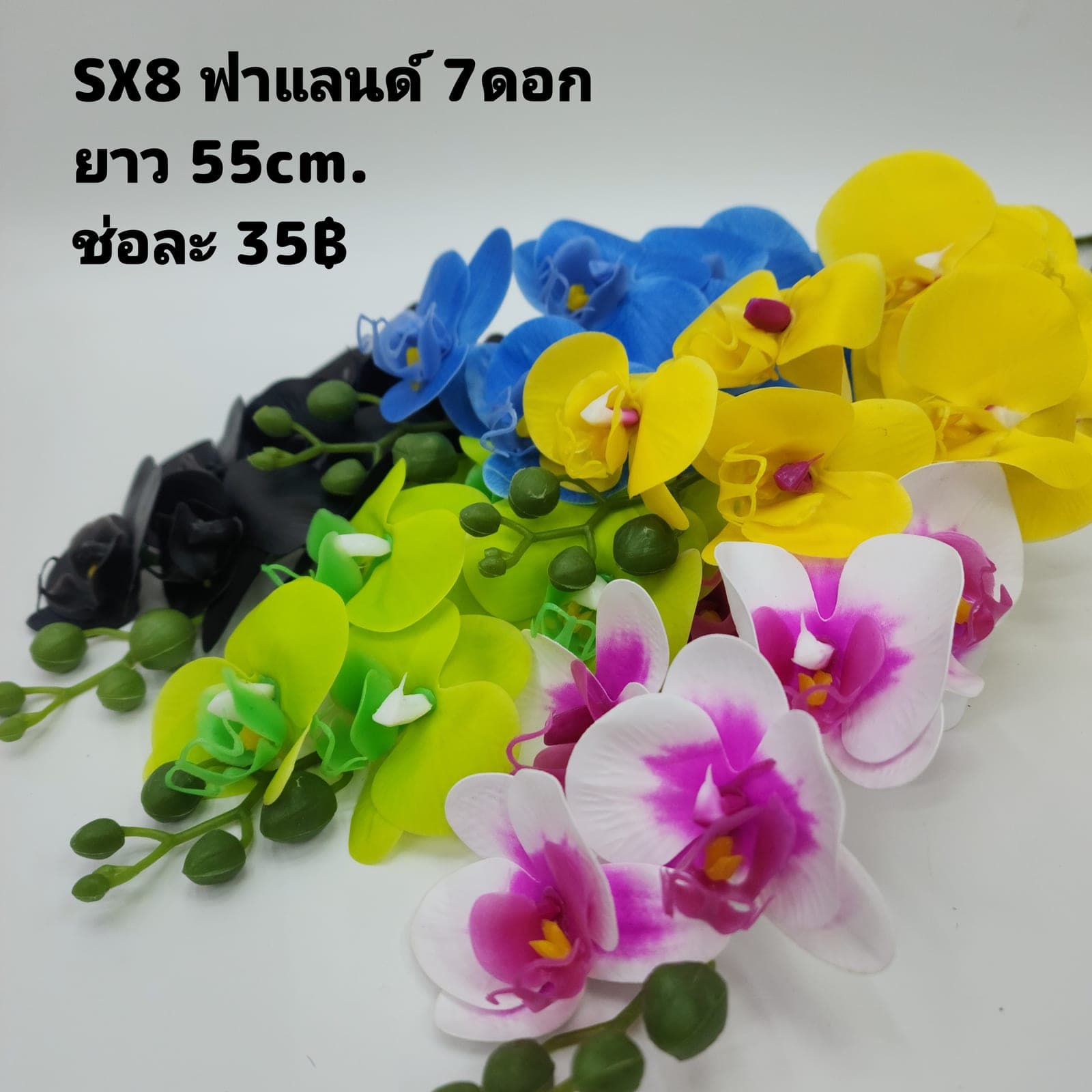 ฟาแลนด์ (SX08), Phalaenopsis orchid: a long, swaying stem with evenly spaced flowers from base to tip.