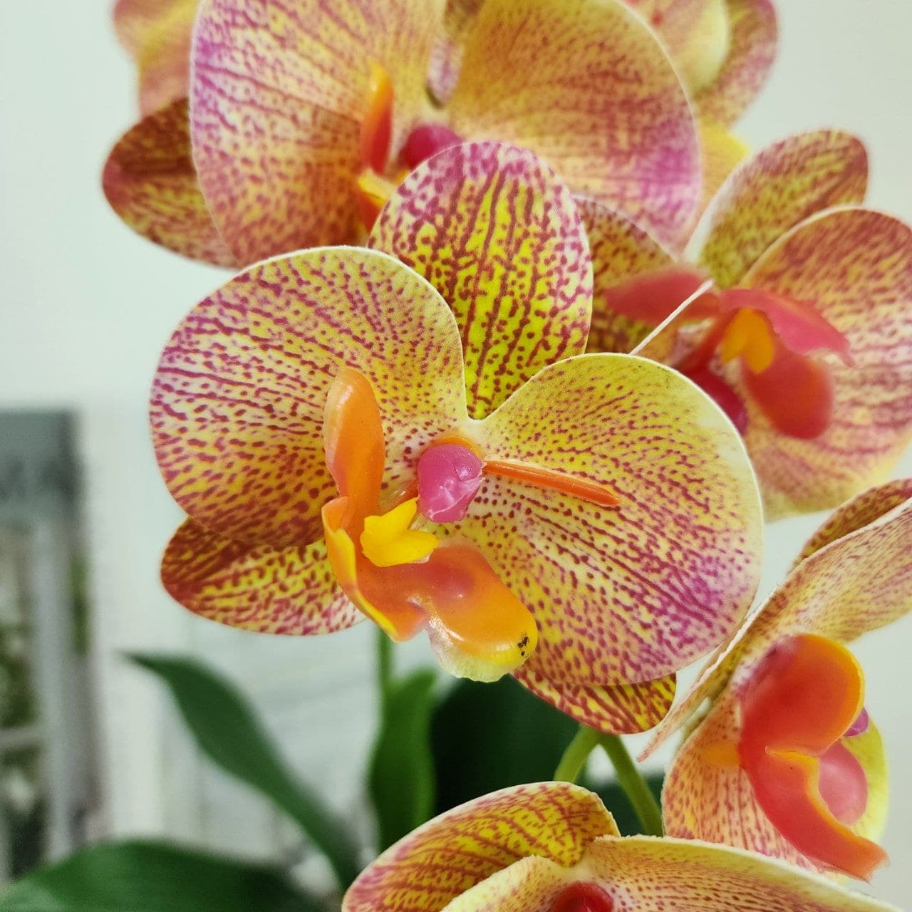 ฟาแลนด์ (SX7), Phalaenopsis orchid: wax-thick petals laid out in a clean, floating line.