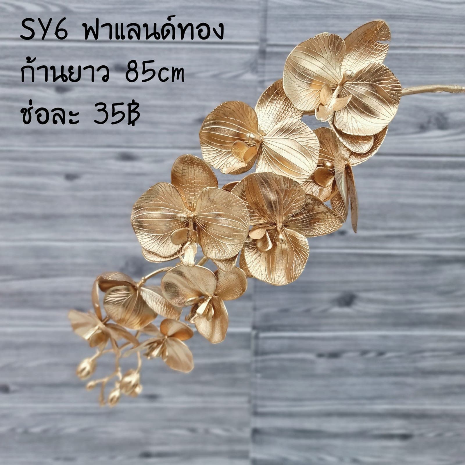 ฟาแลนด์ทอง (SY6), ฟาแลนนอปซิส: กลีบหนาคล้ายขี้ผึ้ง วางเส้นสายให้ลอยและสะอาด