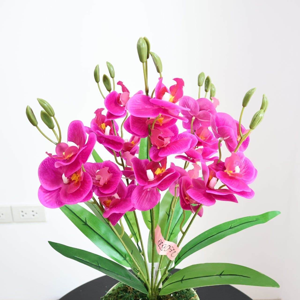 ฟาแลนด์ (UF2), ฟาแลนนอปซิส: กลีบหนาคล้ายขี้ผึ้ง วางเส้นสายให้ลอยและสะอาด