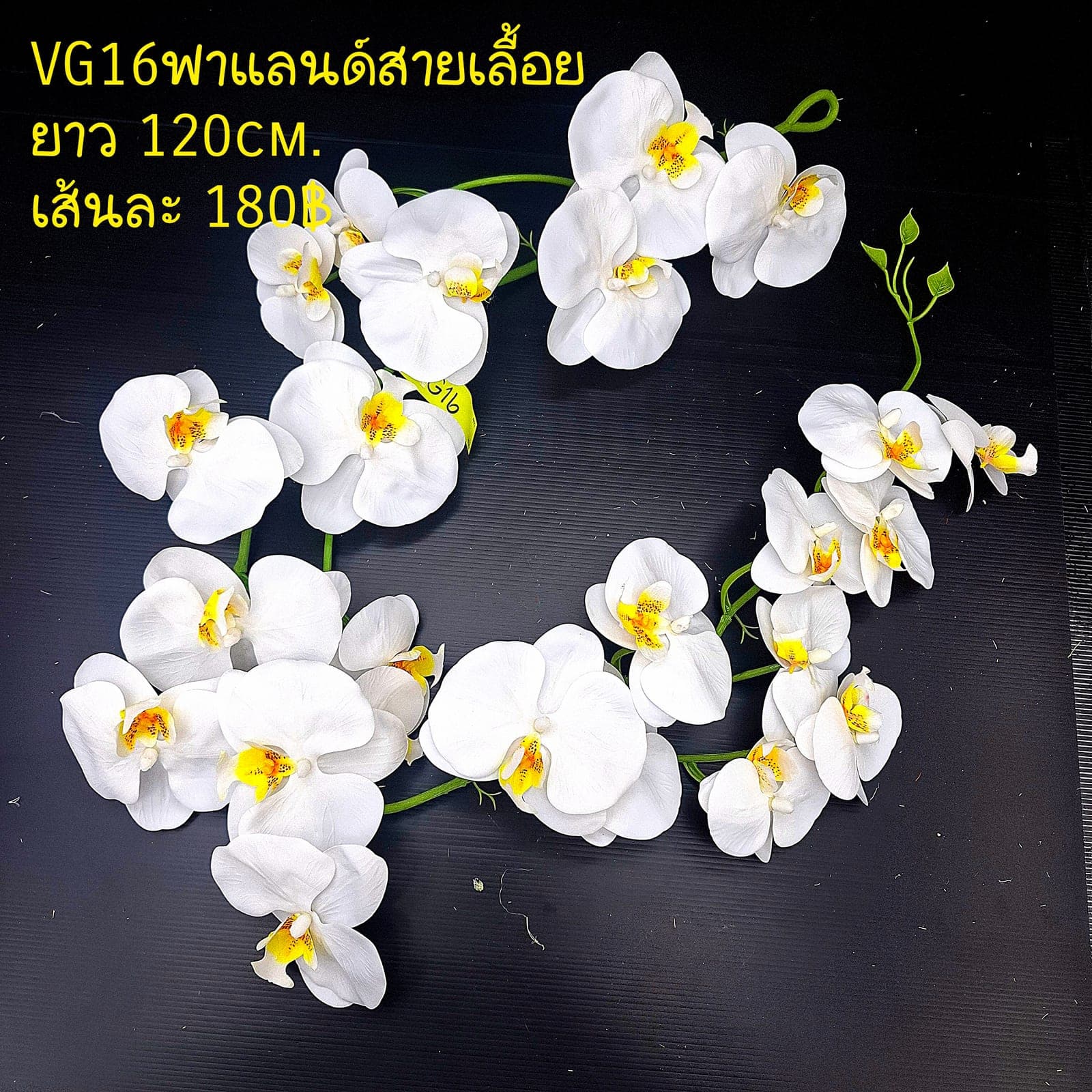 ฟาแลนด์สายเลื้อย (VG16), ฟาแลนนอปซิส: ก้านยาวพลิ้ว ดอกบานจังหวะคงที่ตลอดทั้งเส้น