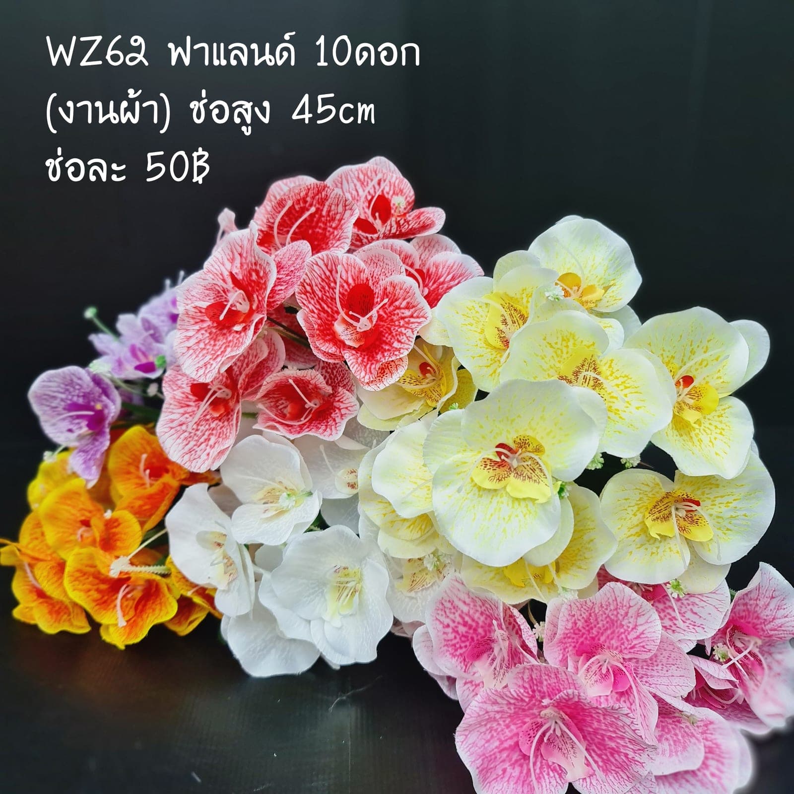 ฟาแลนด์ 10ดอก (WZ62), ฟาแลนนอปซิส 10 ดอก: ก้านยาวพลิ้ว ดอกบานจังหวะคงที่ตลอดทั้งเส้น