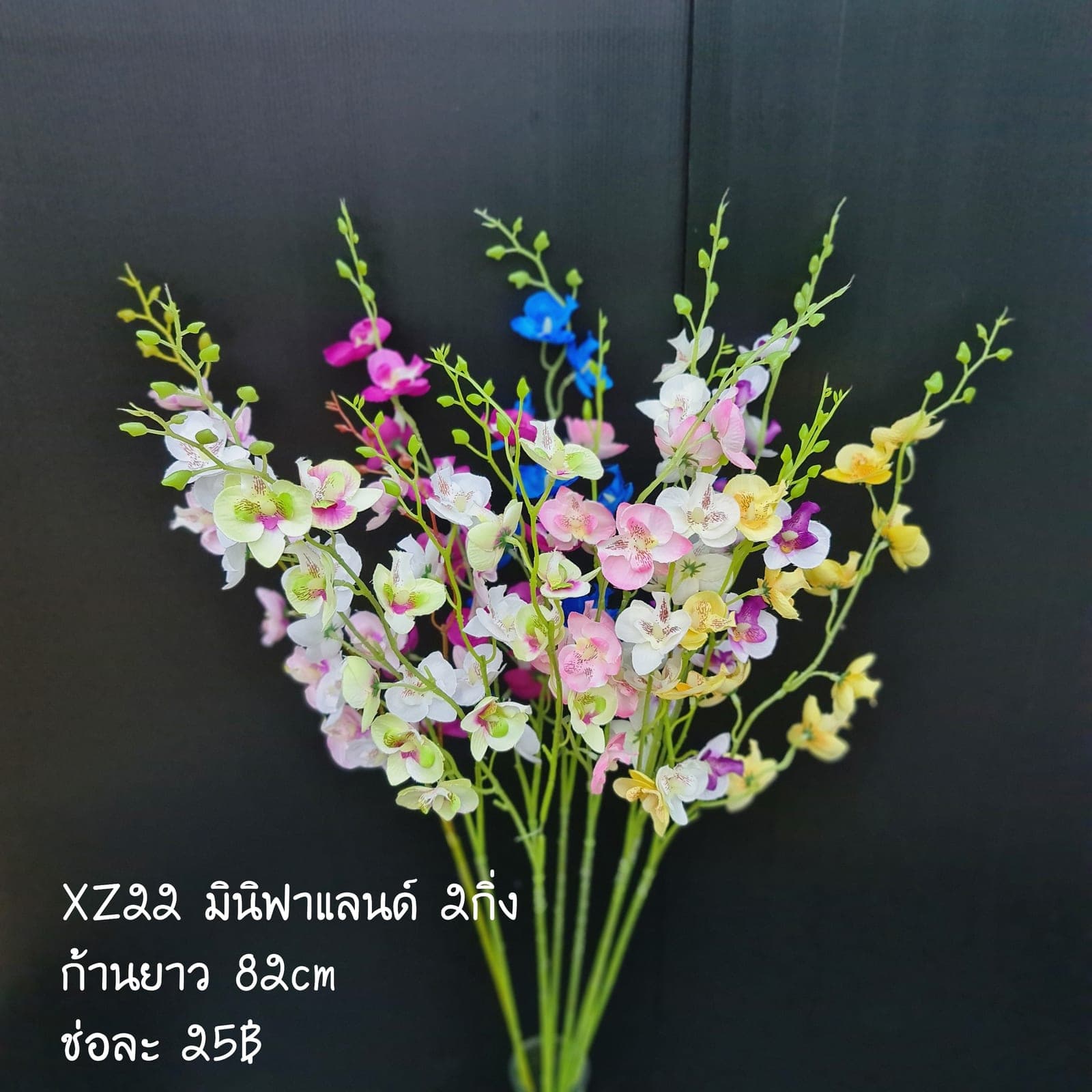มินิฟาแลนด์ 2กิ่ง (XZ22), ฟาแลนนอปซิส 2 กิ่ง: ก้านยาวพลิ้ว ดอกบานจังหวะคงที่ตลอดทั้งเส้น