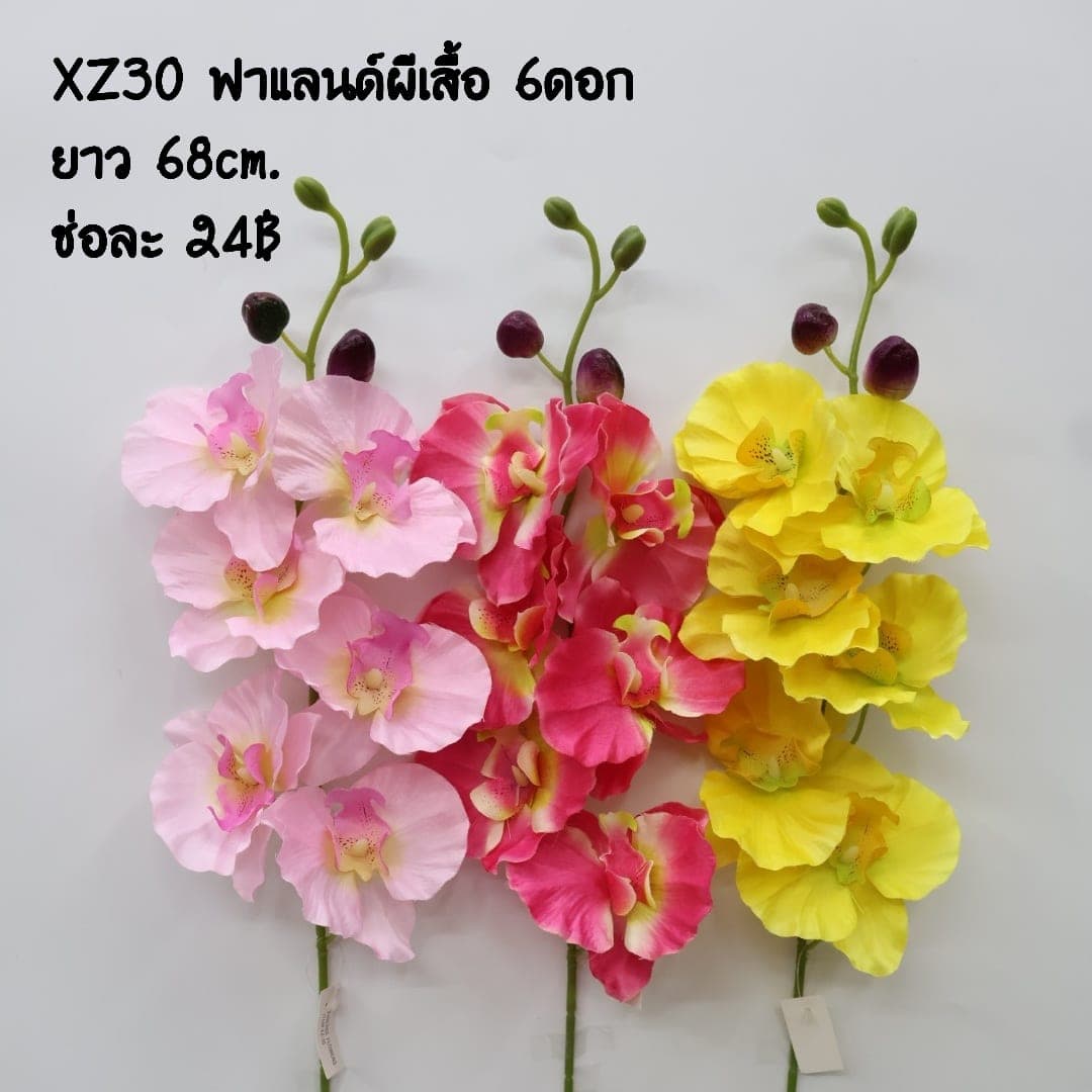 ฟาแลนด์ผีเสื้อ (XZ30), ฟาแลนนอปซิส: กลีบหนาคล้ายขี้ผึ้ง วางเส้นสายให้ลอยและสะอาด