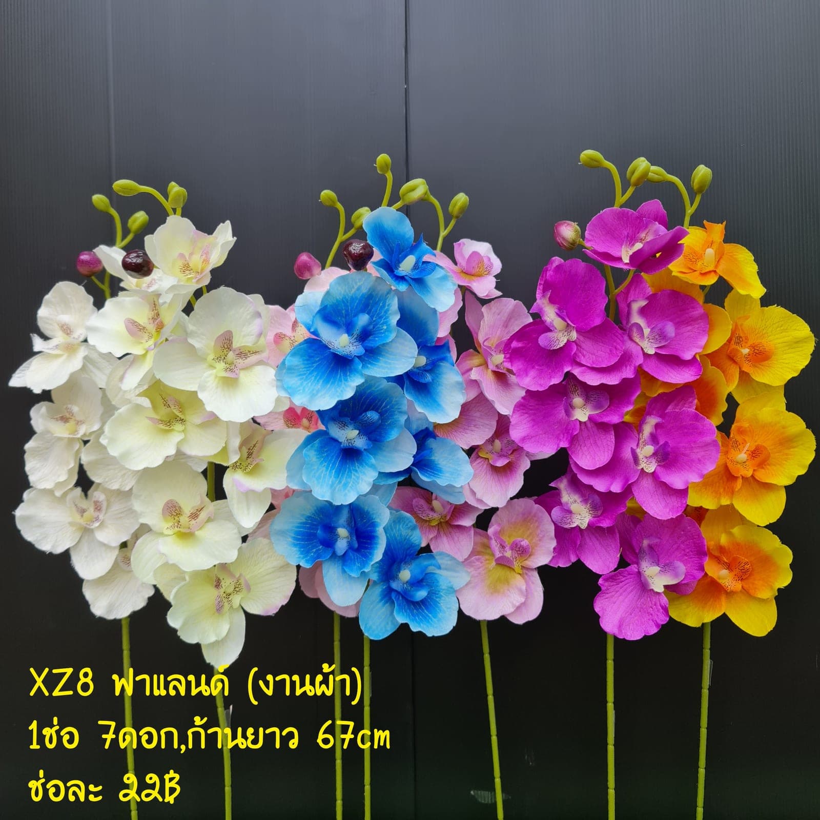 ฟาแลนด์ (XZ8), Phalaenopsis orchid: blooms strung along an arched stem for architectural balance.