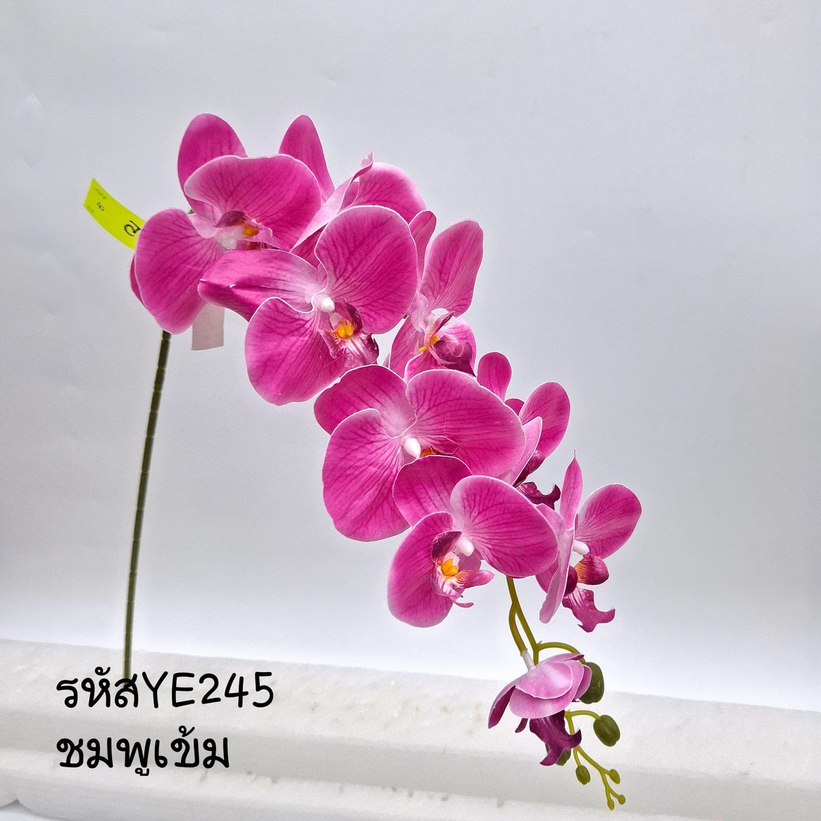ฟาแลนด์ 9ดอก (YE24), Phalaenopsis orchid (9 blooms): a long, swaying stem with evenly spaced flowers from base to tip.