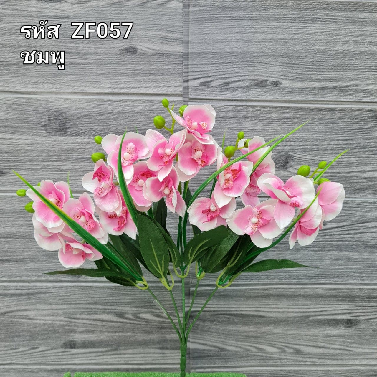 บูเก้ฟาแลนด์เล็ก (ZF5), บูเก้ฟาแลนนอปซิส: ดอกเรียงตามก้านโค้งให้สมดุลแบบสถาปัตยกรรม