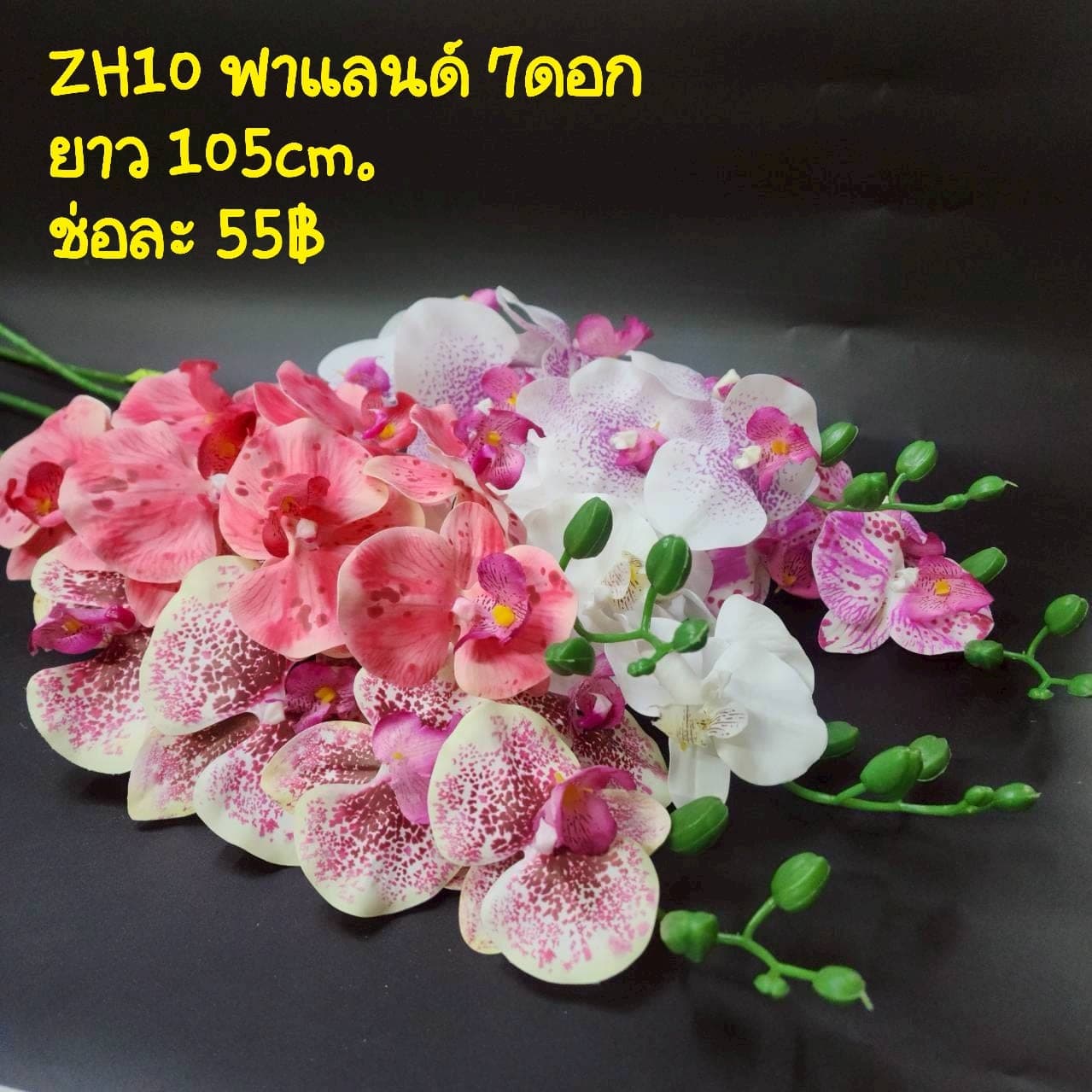 ฟาแลนด์ (ZH10), ฟาแลนนอปซิส: กลีบหนาคล้ายขี้ผึ้ง วางเส้นสายให้ลอยและสะอาด