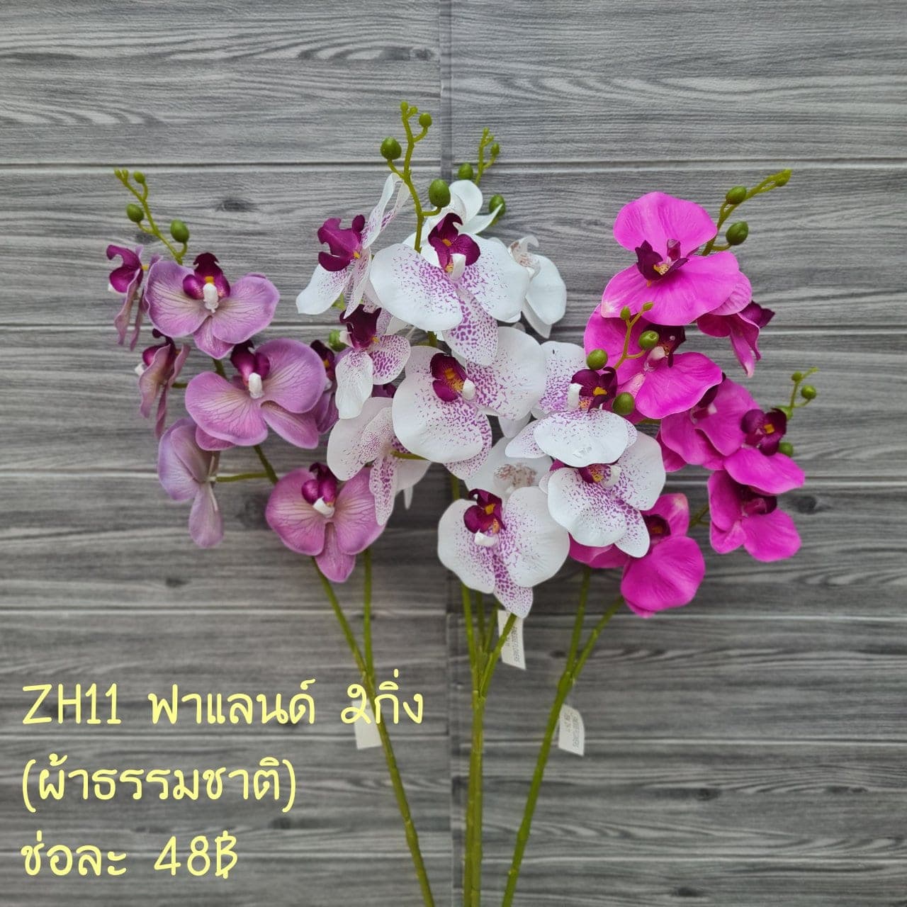 ฟาแลนด์ (ZH11), ฟาแลนนอปซิส: ก้านยาวพลิ้ว ดอกบานจังหวะคงที่ตลอดทั้งเส้น