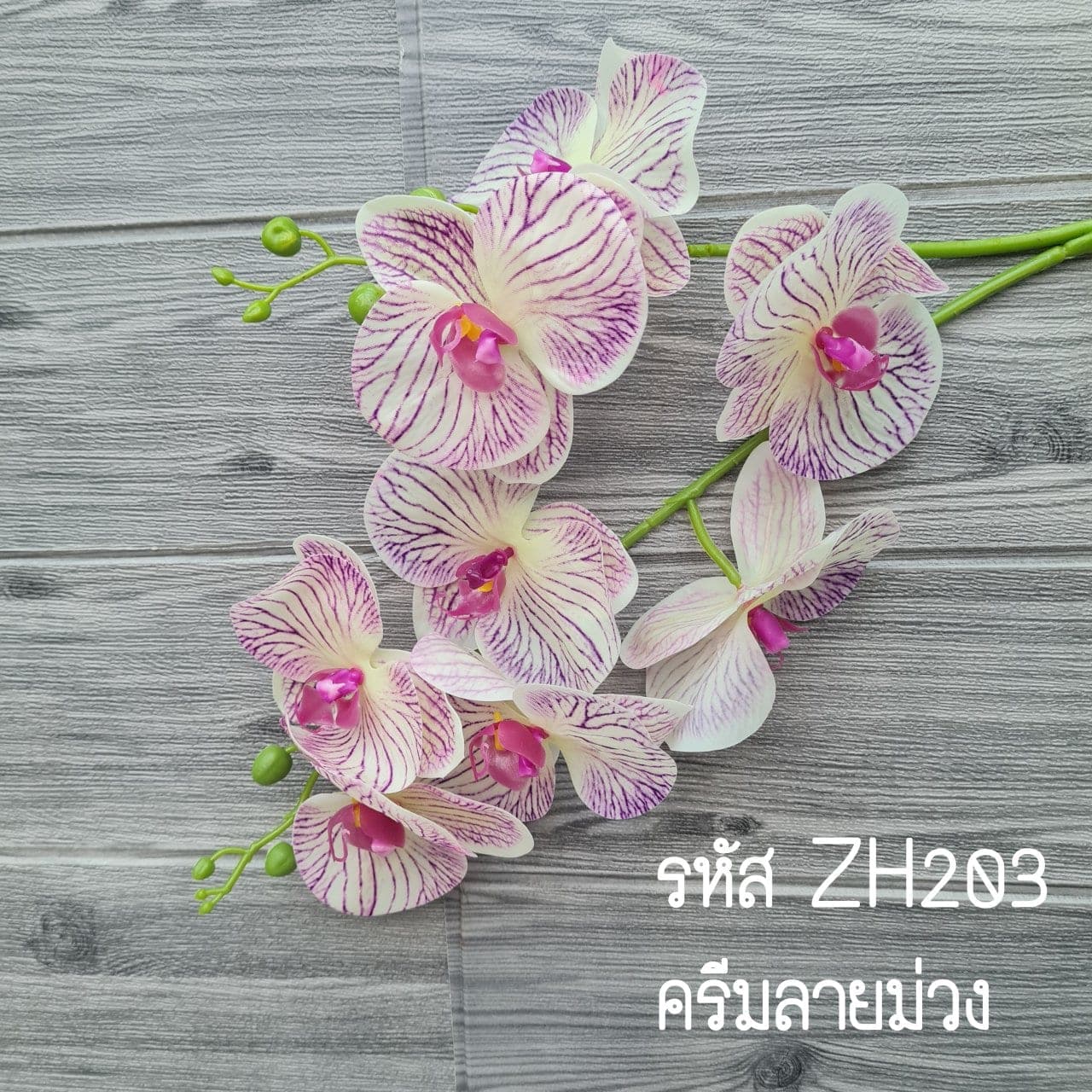 ฟาแลนด์2 กิ่ง (ZH2), ฟาแลนนอปซิส 2 กิ่ง: ก้านยาวพลิ้ว ดอกบานจังหวะคงที่ตลอดทั้งเส้น