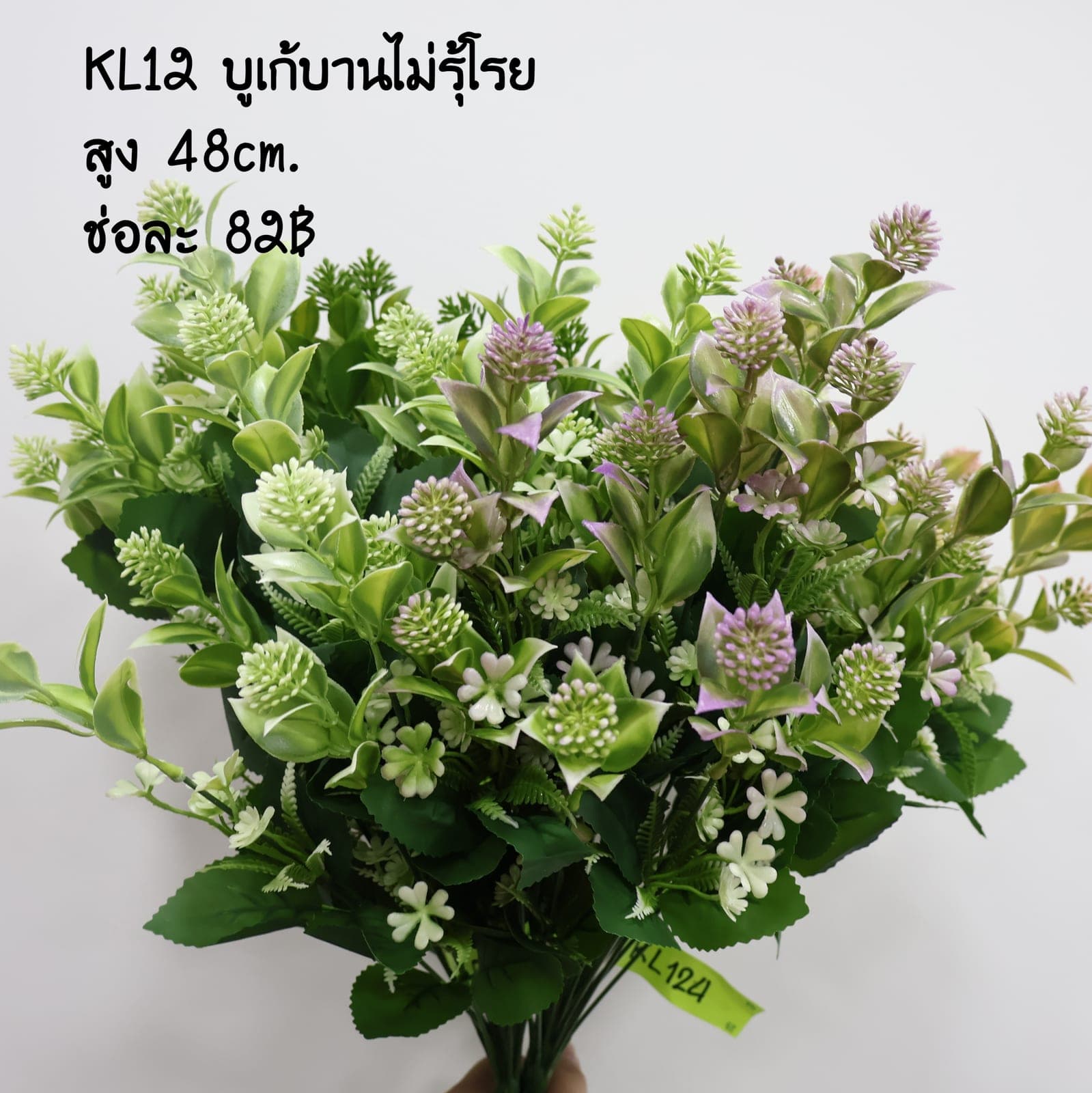 บูเก้บานไม่รู้โรย (KL12)