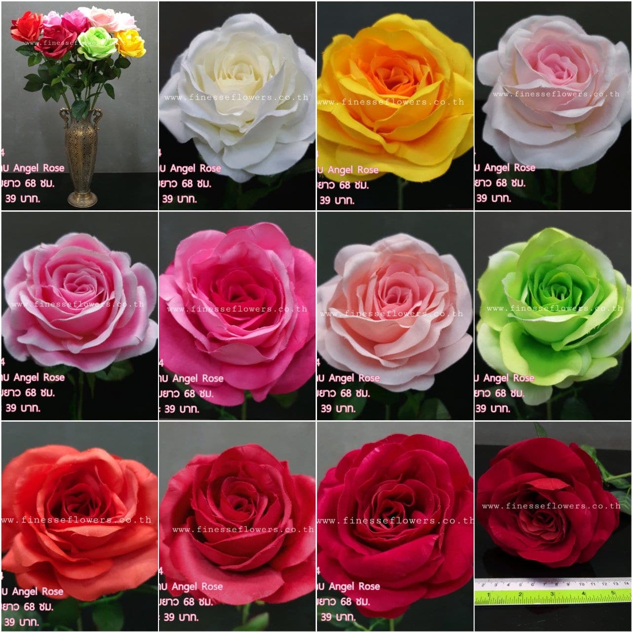 Angel Rose (P339), กุหลาบ: สีกลีบเป็นชั้นไล่โทนจากใจกลางสู่ขอบนอก