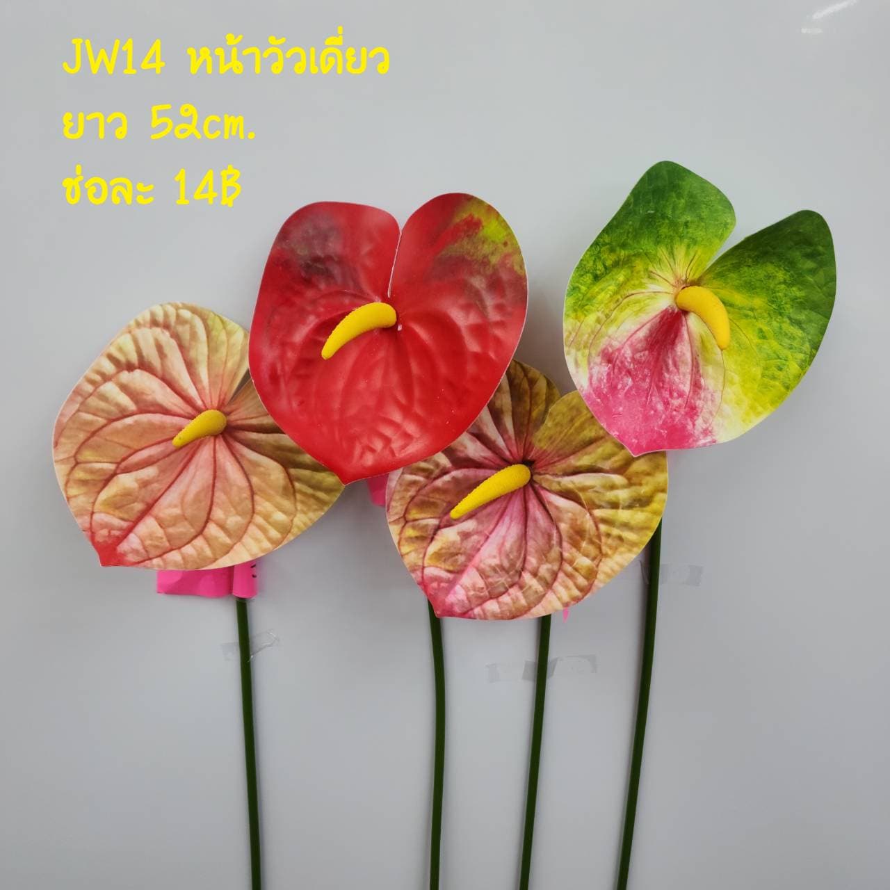 แอนโทเรียมเดี่ยว (PW14-2)