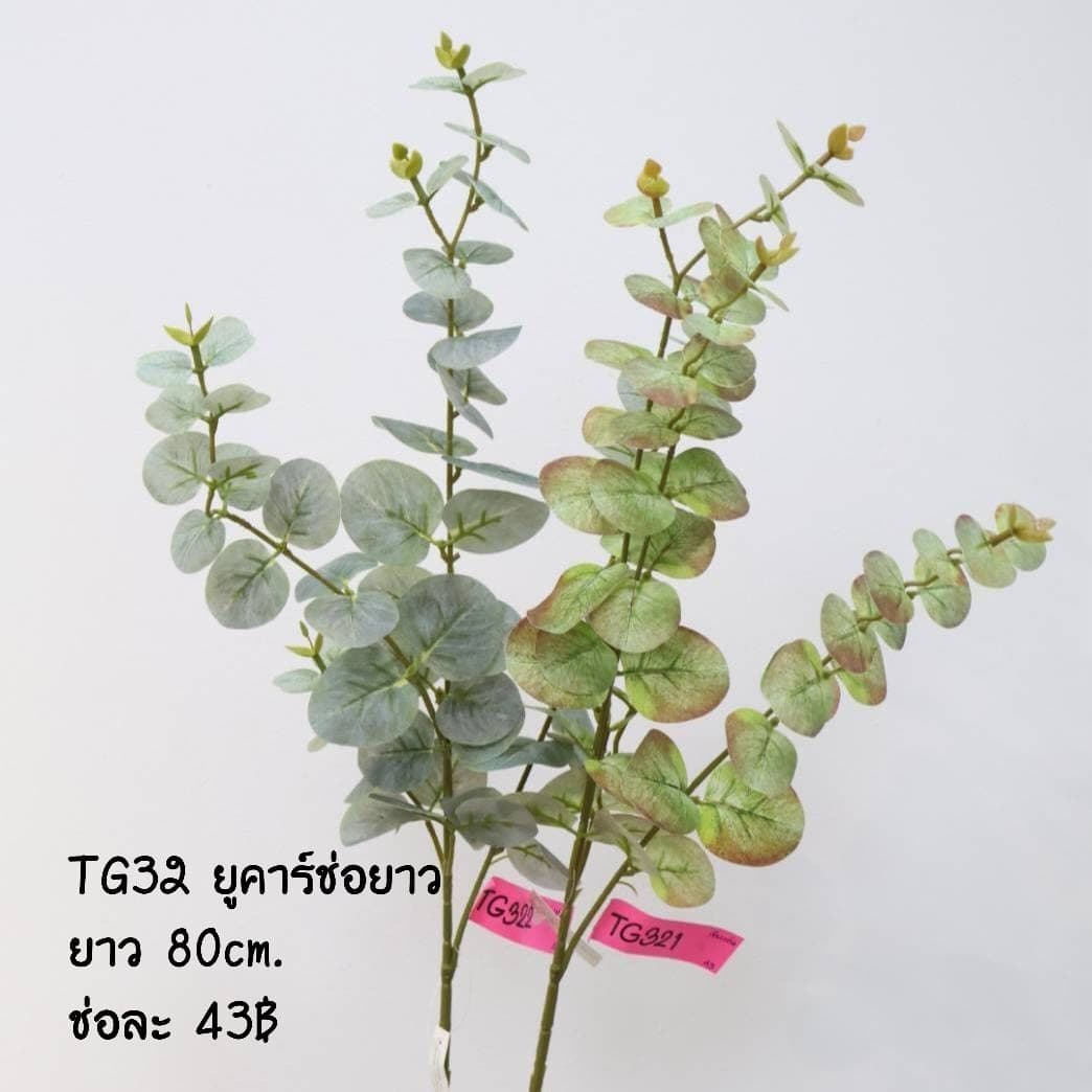 ยูคาร์ก้านยาว (TG32)