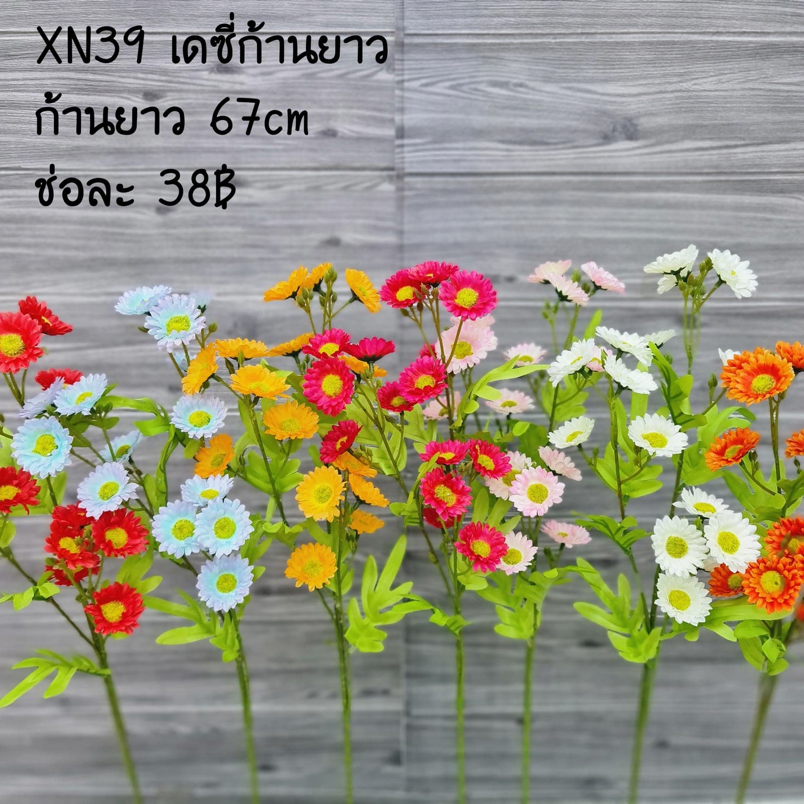 XN39 (XN39), Daisy: fine white petals around a yellow eye for an unfussy, friendly bloom.