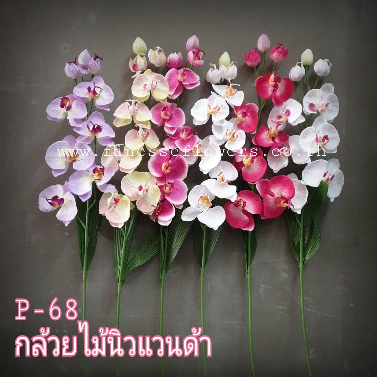 นิวแวนด้า P 68 (XVNL8UX), แวนด้า: ดอกใหญ่กลม ฟอร์มแน่นเหมาะสำหรับจัดเดี่ยว
