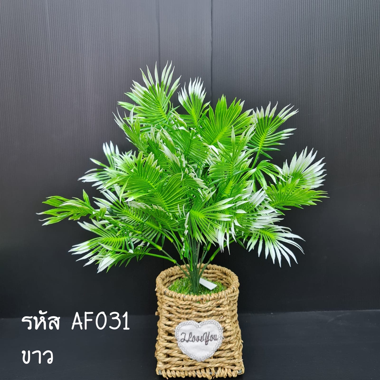 ปล์ามกลม (AF3), ต้นไม้กระถาง — ฟอร์มสมบูรณ์พร้อมจัดวางในกระถางหรือมุมห้อง